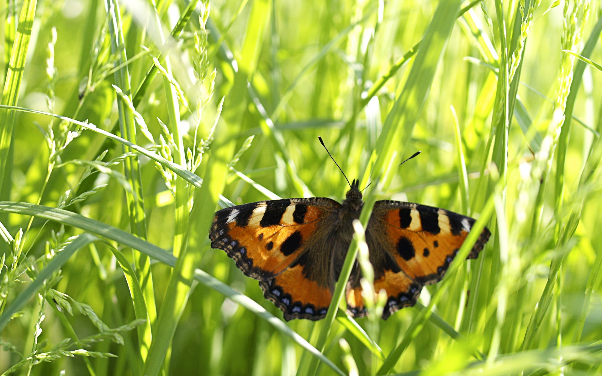 蝴蝶,动物,昆虫,宽屏,2012Y十月26D,儿童桌面专用