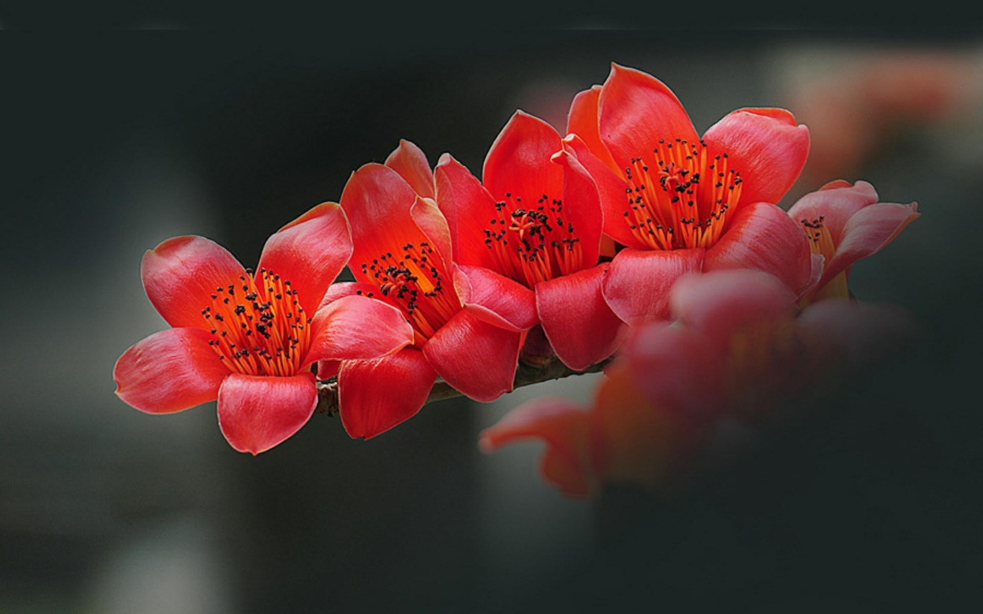 春暖花开,春天,花,植物,宽屏,2012Y十月26D,儿童桌面专用