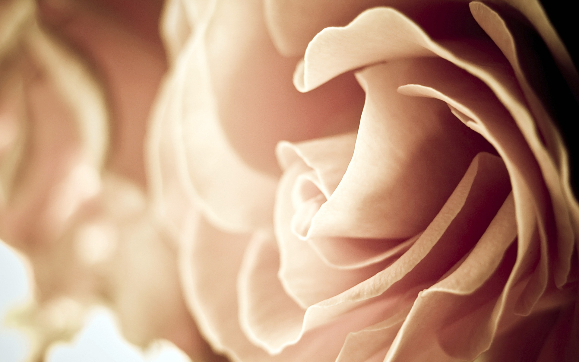 玫瑰,植物,花,宽屏,2012Y十月26D,儿童桌面专用