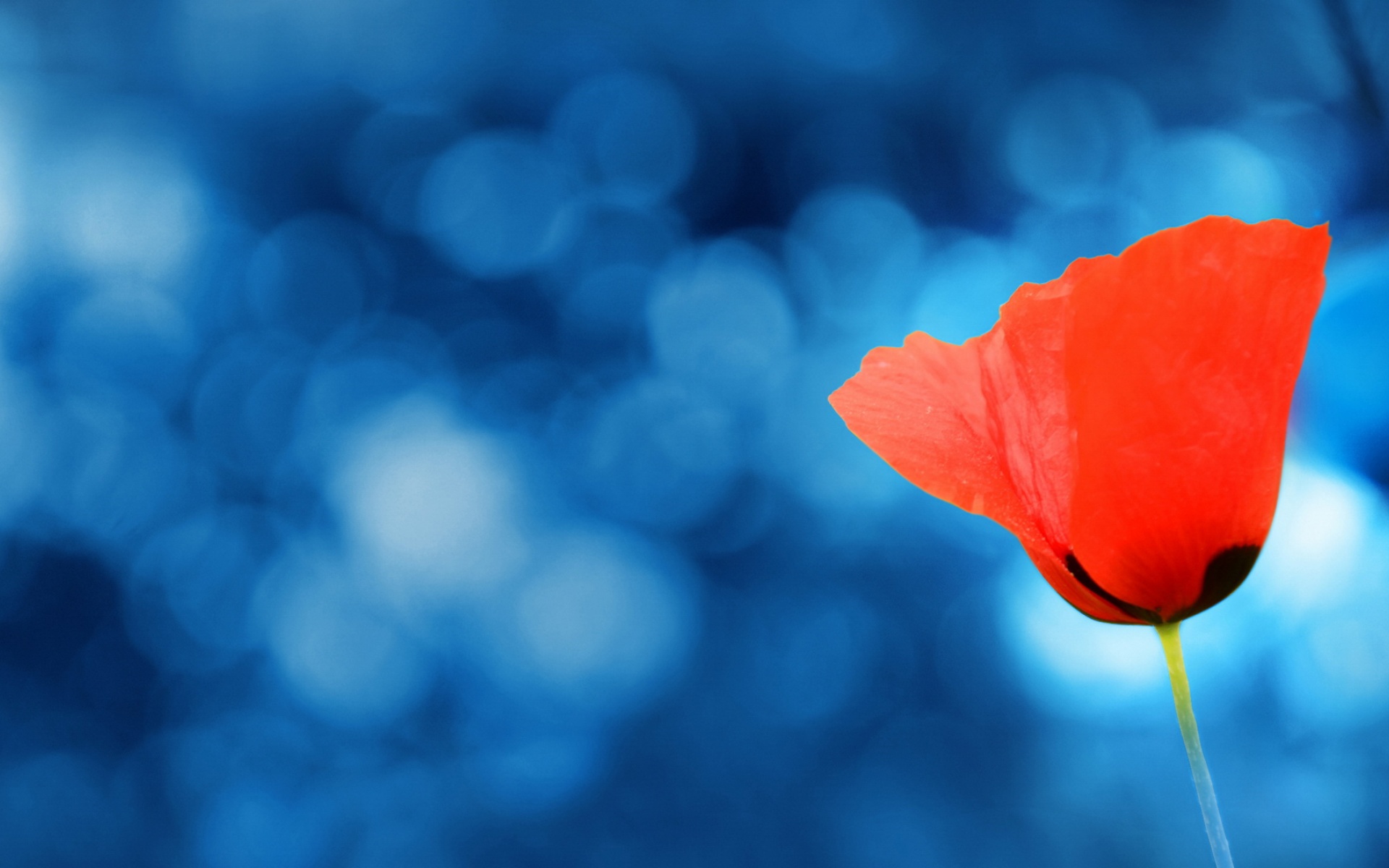 清新,花卉,浪漫,美丽2012Y十月28D,儿童桌面专用