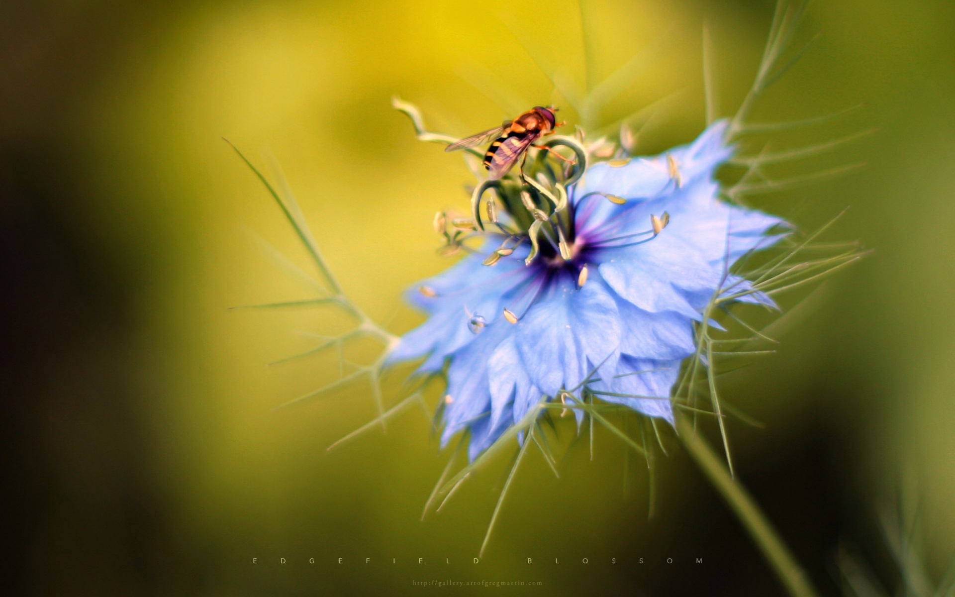 名家,精美,电脑,艺术,设计,风光,风景,宽屏,1080p,2012Y十月28D,动物,儿童桌面专用