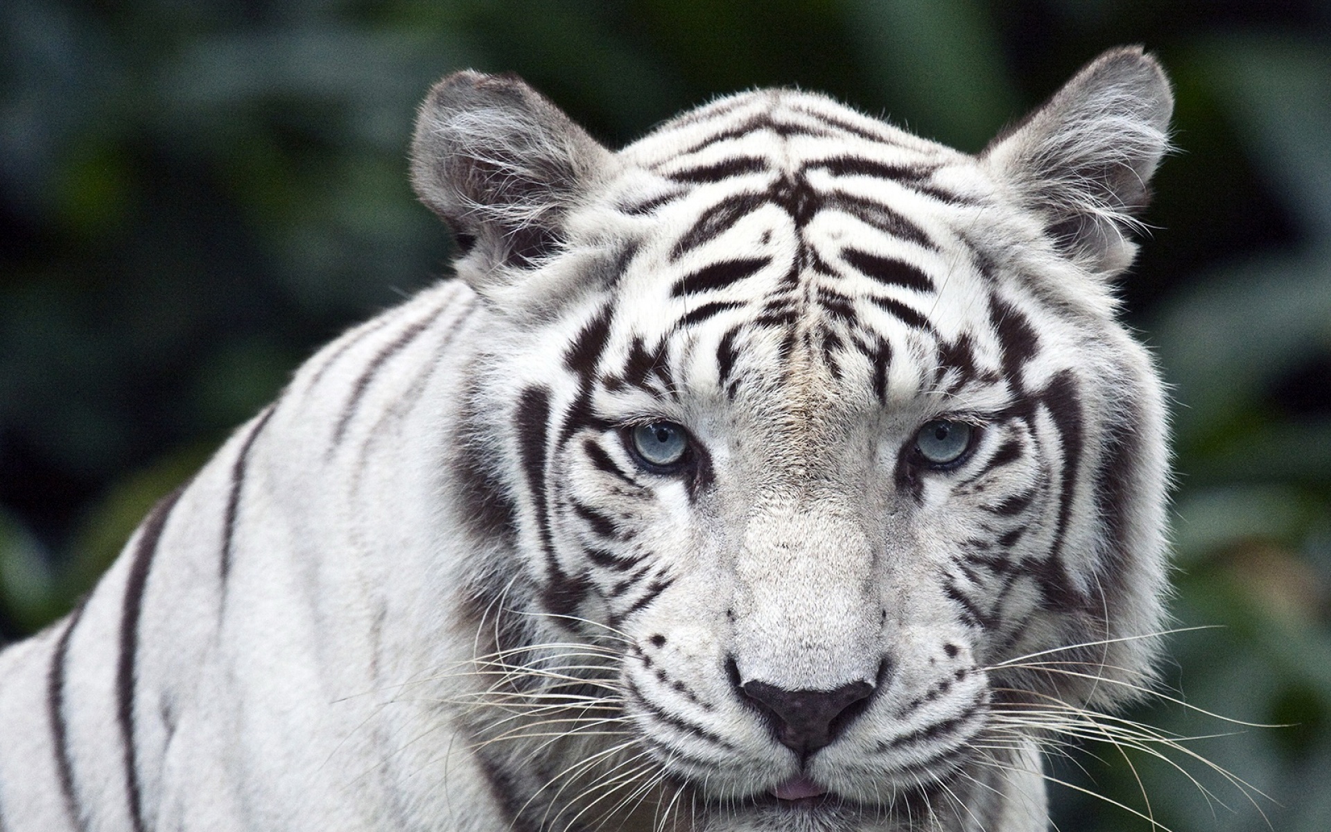 孟加拉虎,老虎,动物,虎,野生动物,2012Y十月28D,儿童桌面专用