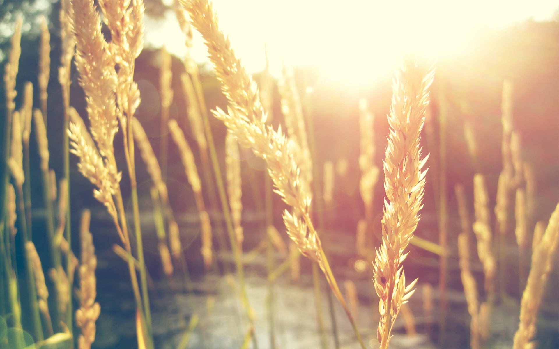 小清新,舒缓压力,2012Y十月26D,儿童桌面专用