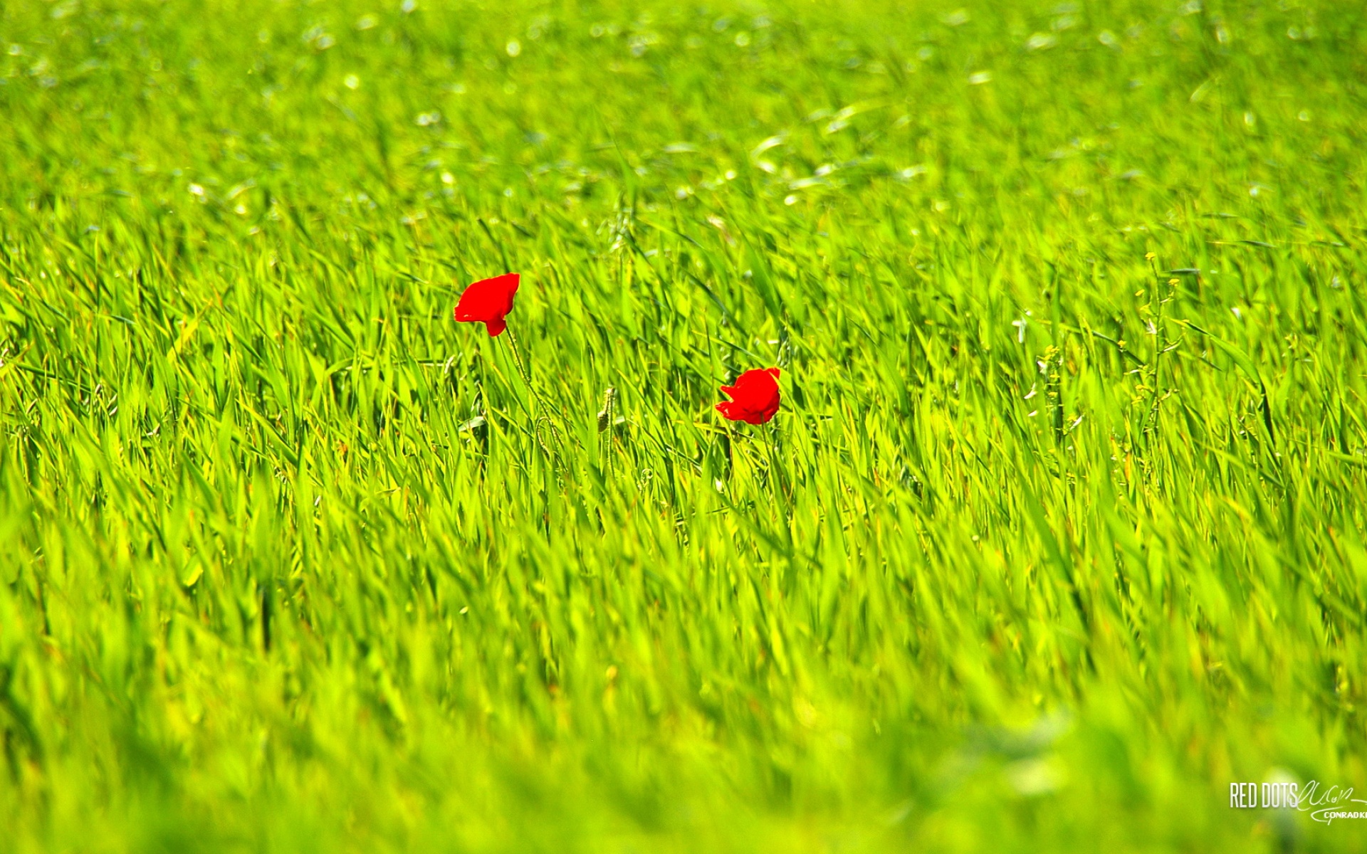 清新,植物,浪漫,美丽2012Y十月28D,儿童桌面专用