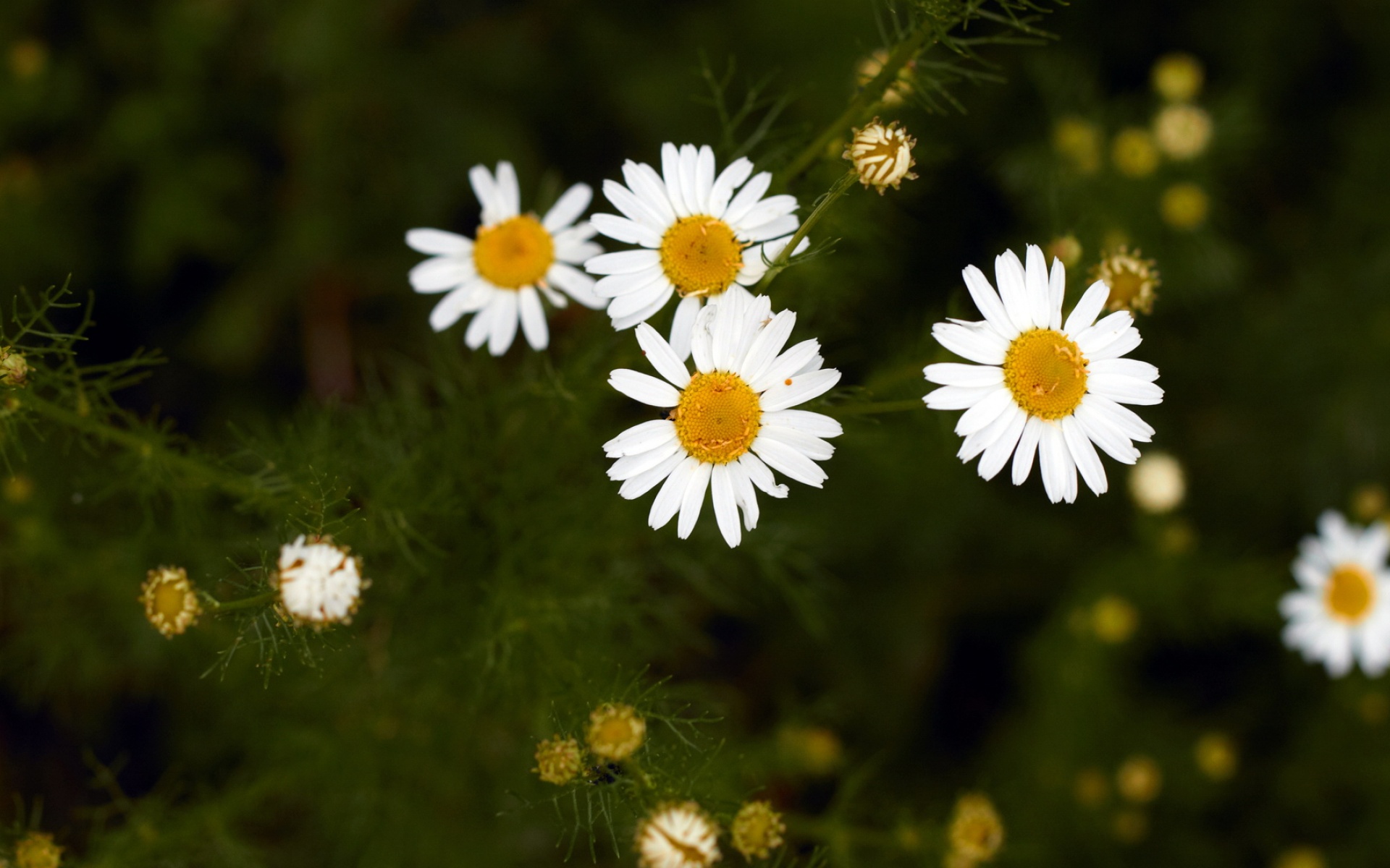 清新,花卉,美丽,2012Y十月28D,儿童桌面专用