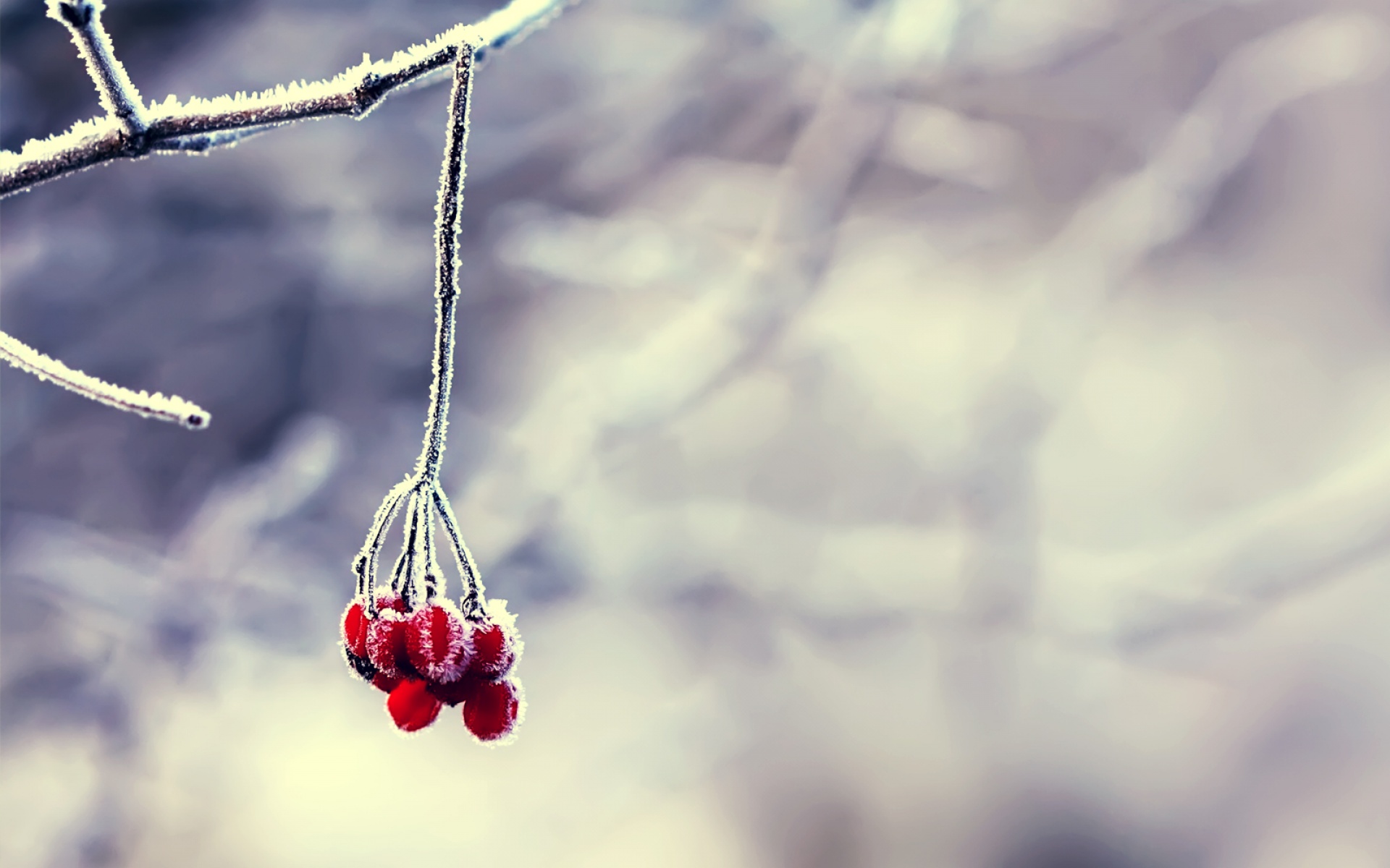 高清,植物,摄影,宽屏,微距,风光,风景,2012Y十月28D,儿童桌面专用