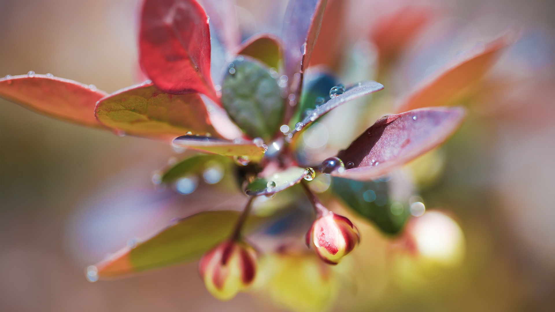 小清新,清爽,色彩,娇艳欲滴,儿童桌面专用