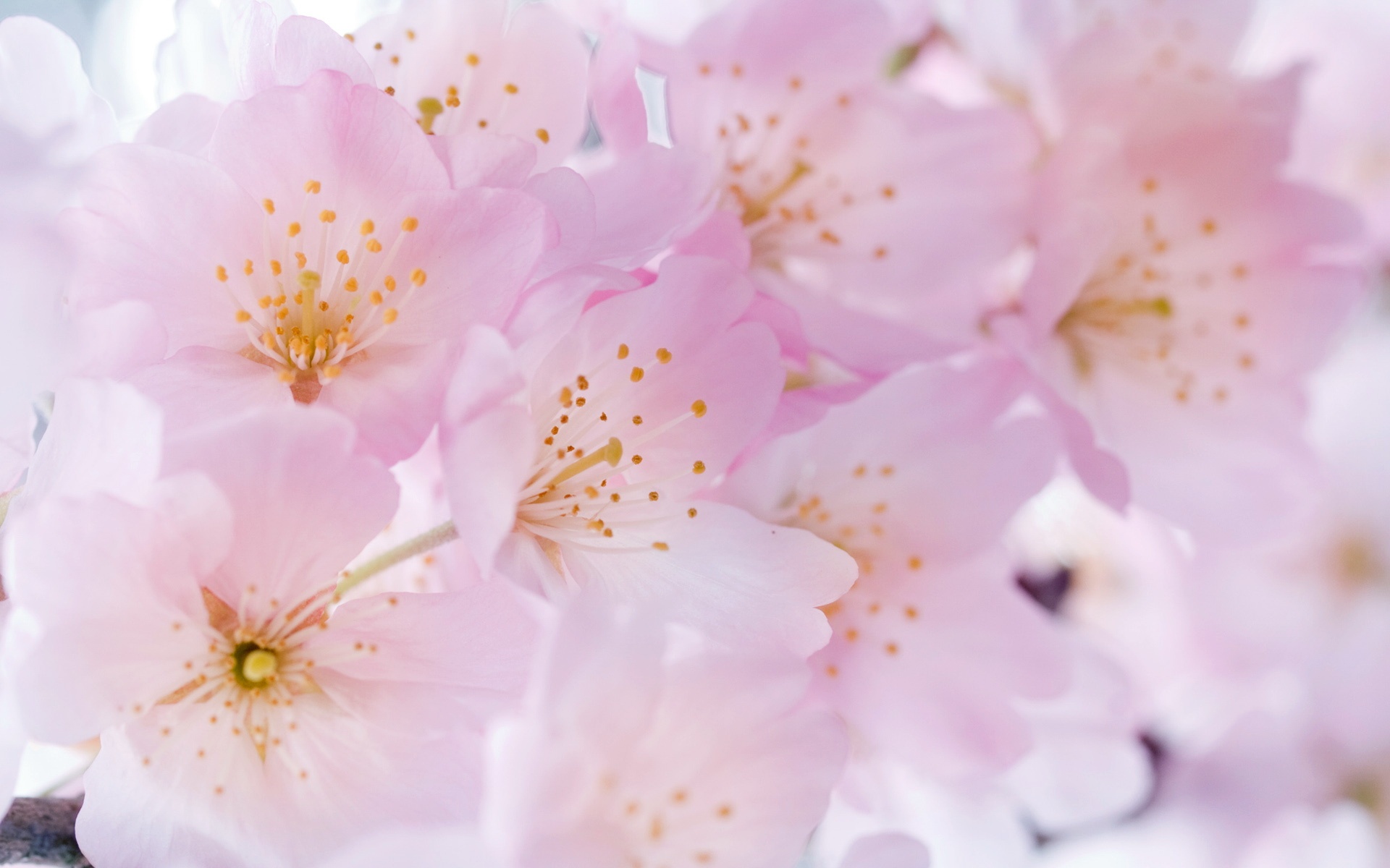 清新,花卉,浪漫,美丽2012Y十月28D,儿童桌面专用