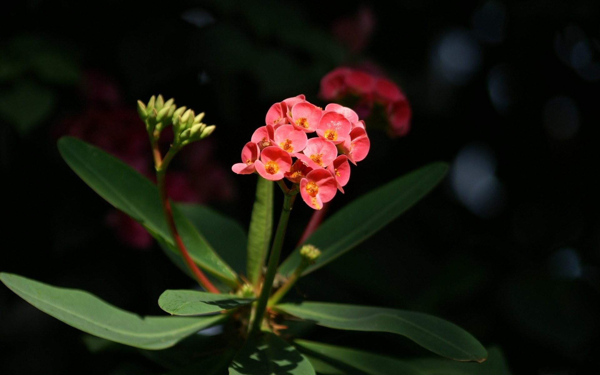 春暖花开,春天,花,植物,宽屏,2012Y十月26D,儿童桌面专用