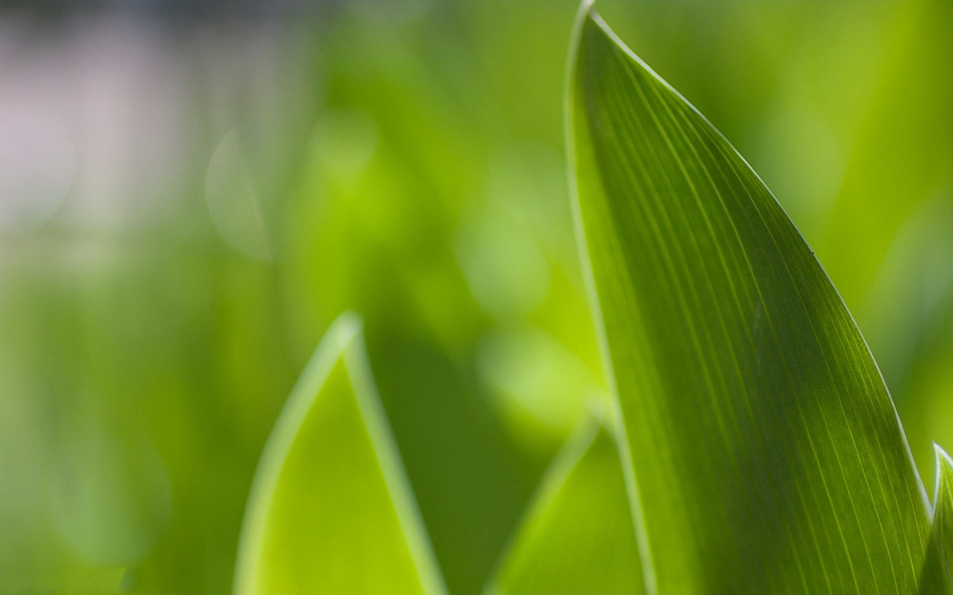 清新,植物,浪漫,美丽2012Y十月28D,儿童桌面专用
