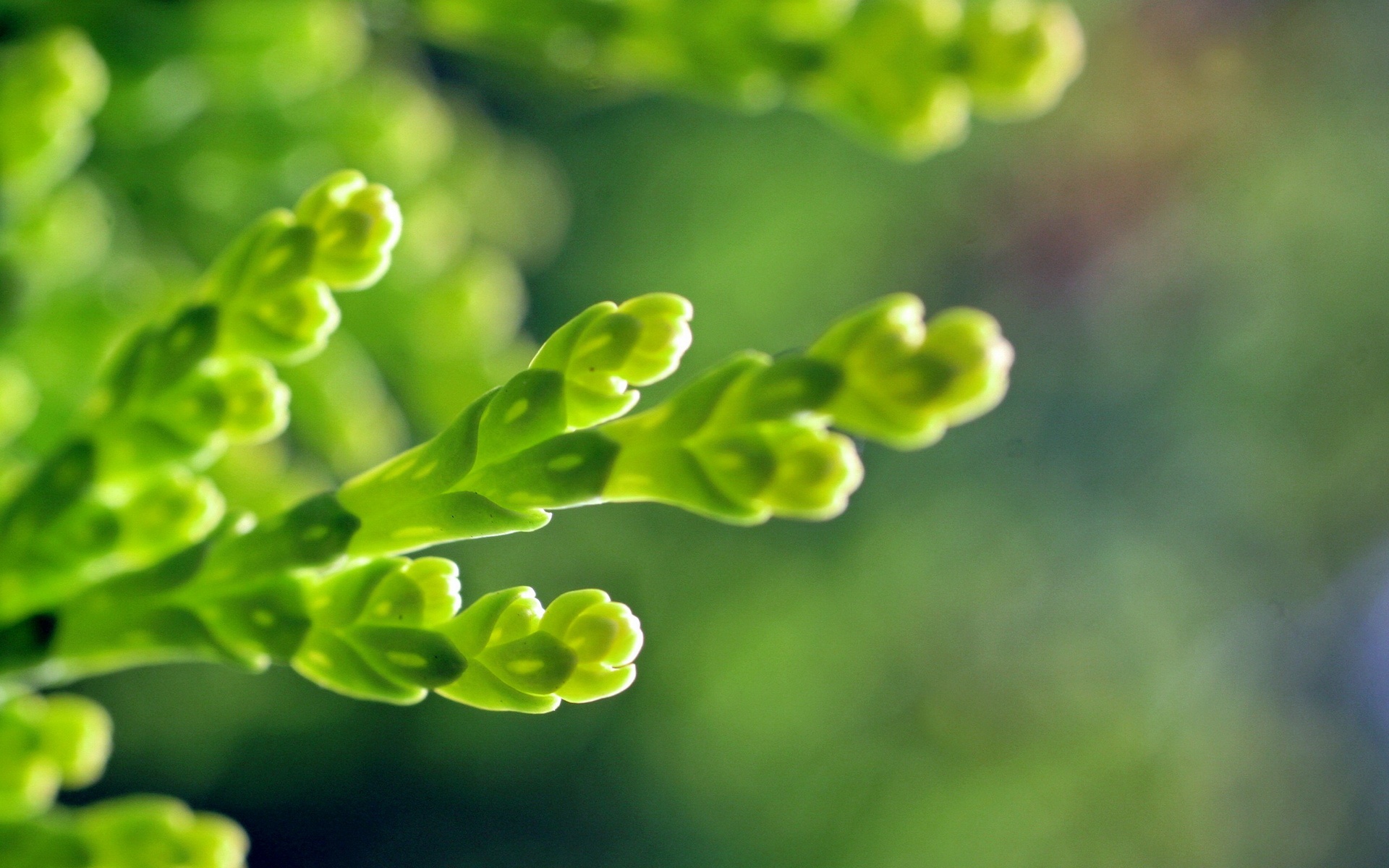 高清,植物,摄影,宽屏,微距,风光,风景,2012Y十月28D,儿童桌面专用