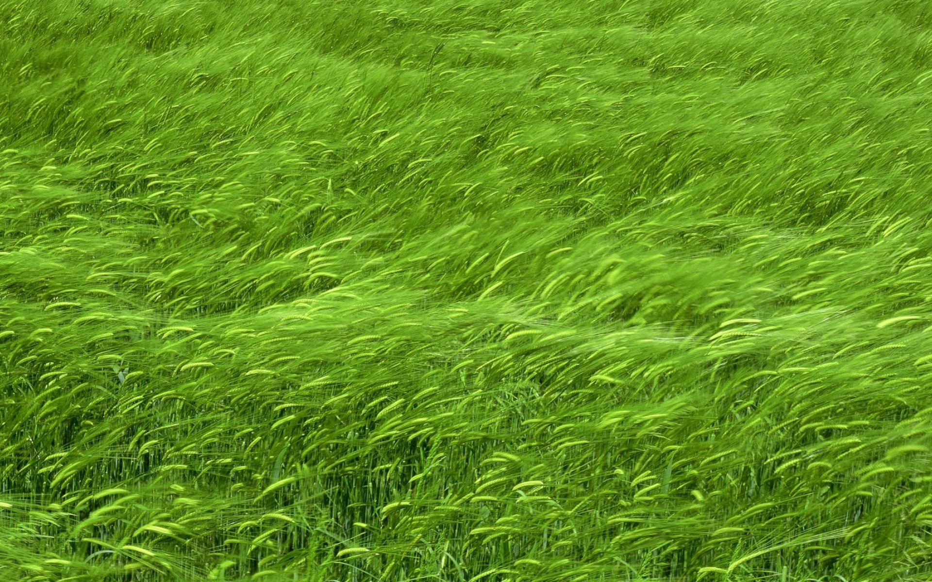 风景,碧绿草原,2012Y十月28D,儿童桌面专用