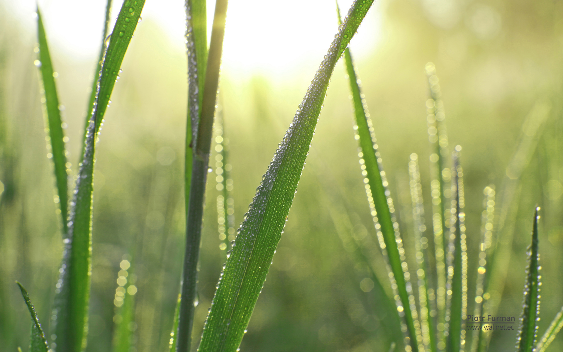 小清新,植物,清爽,儿童桌面专用,护眼壁纸