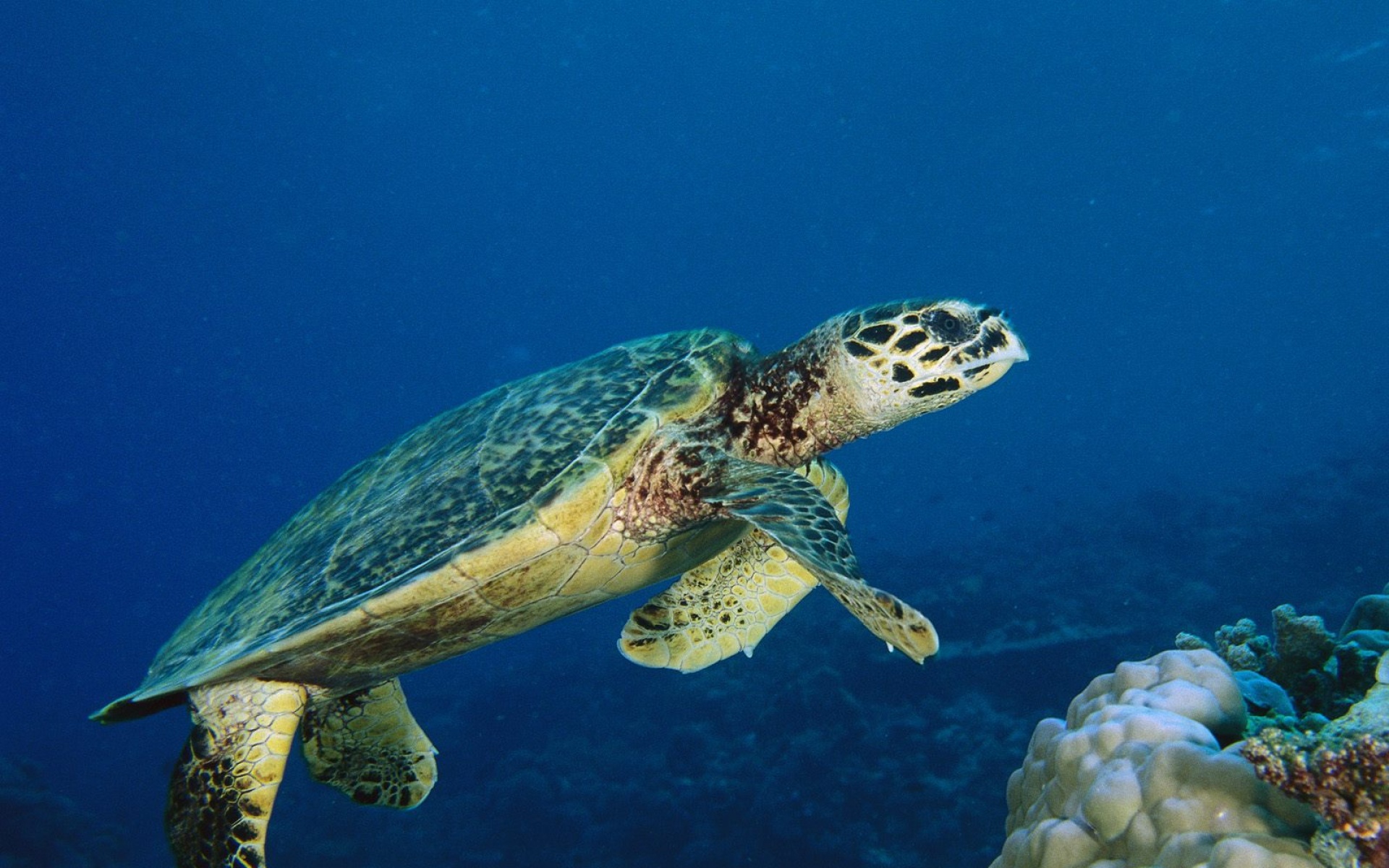 萌宠,鱼,海底世界,儿童桌面专用