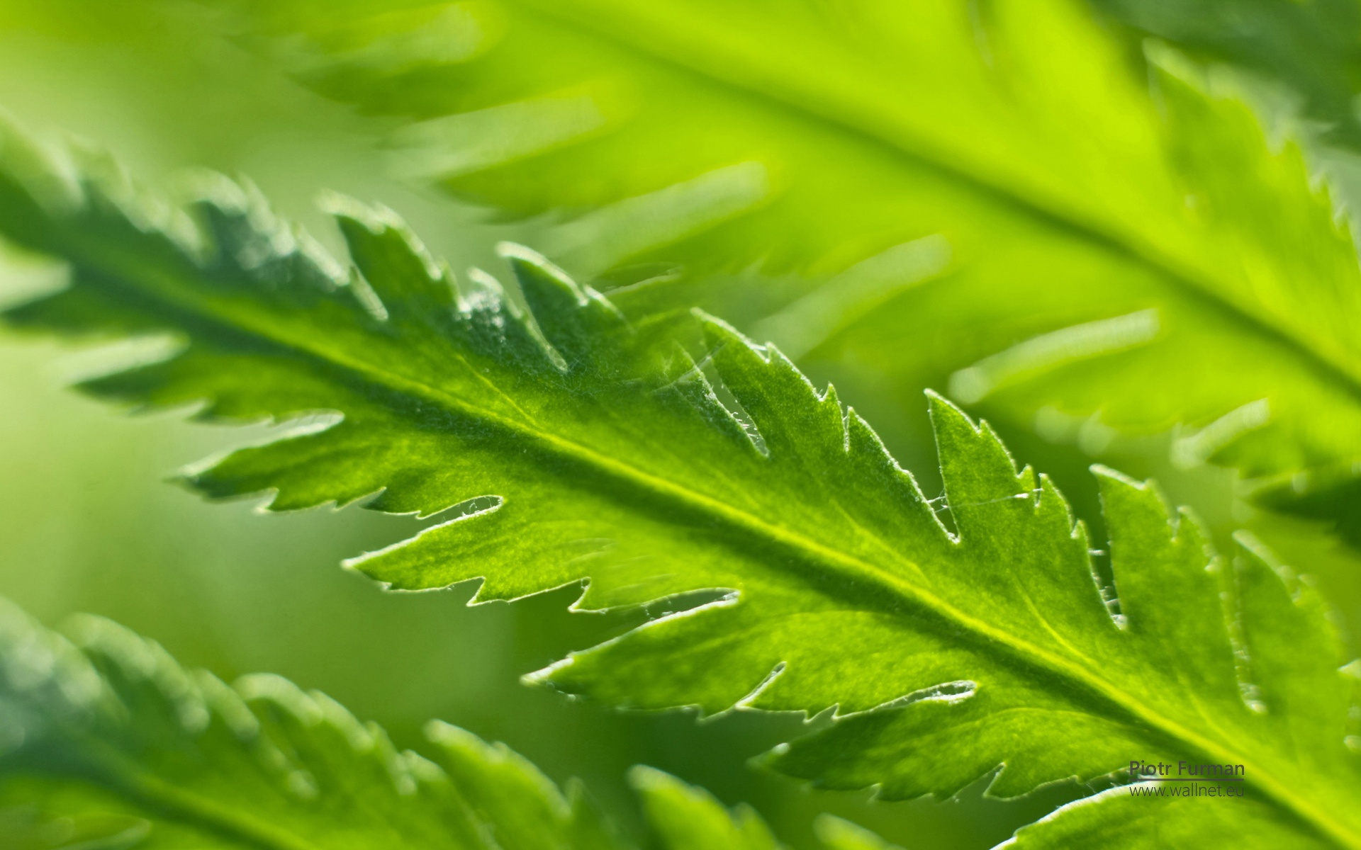 Windows,7,宽屏,win,植物,绿色,儿童桌面专用