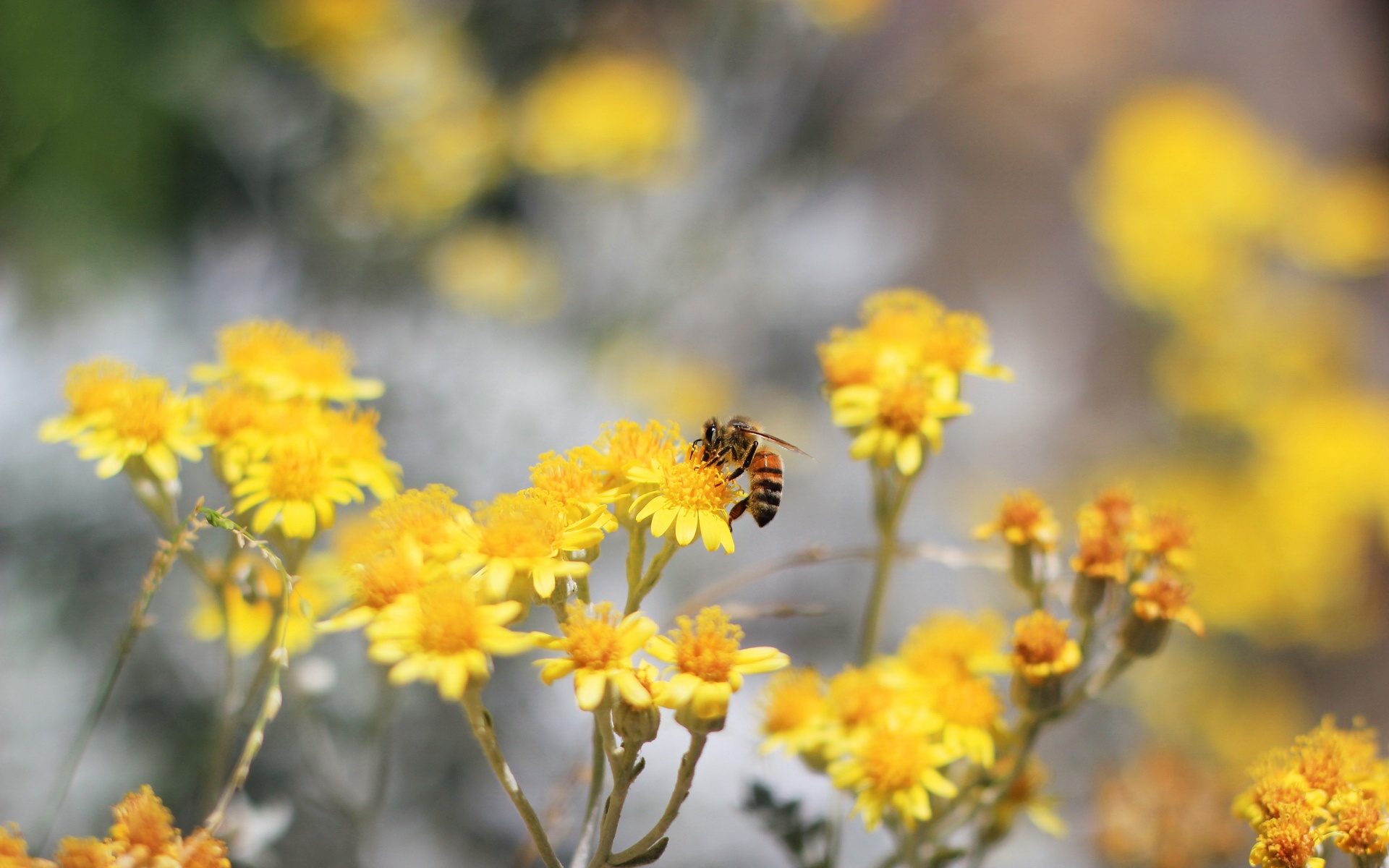 清新,植物,浪漫,美丽2012Y十月28D,儿童桌面专用