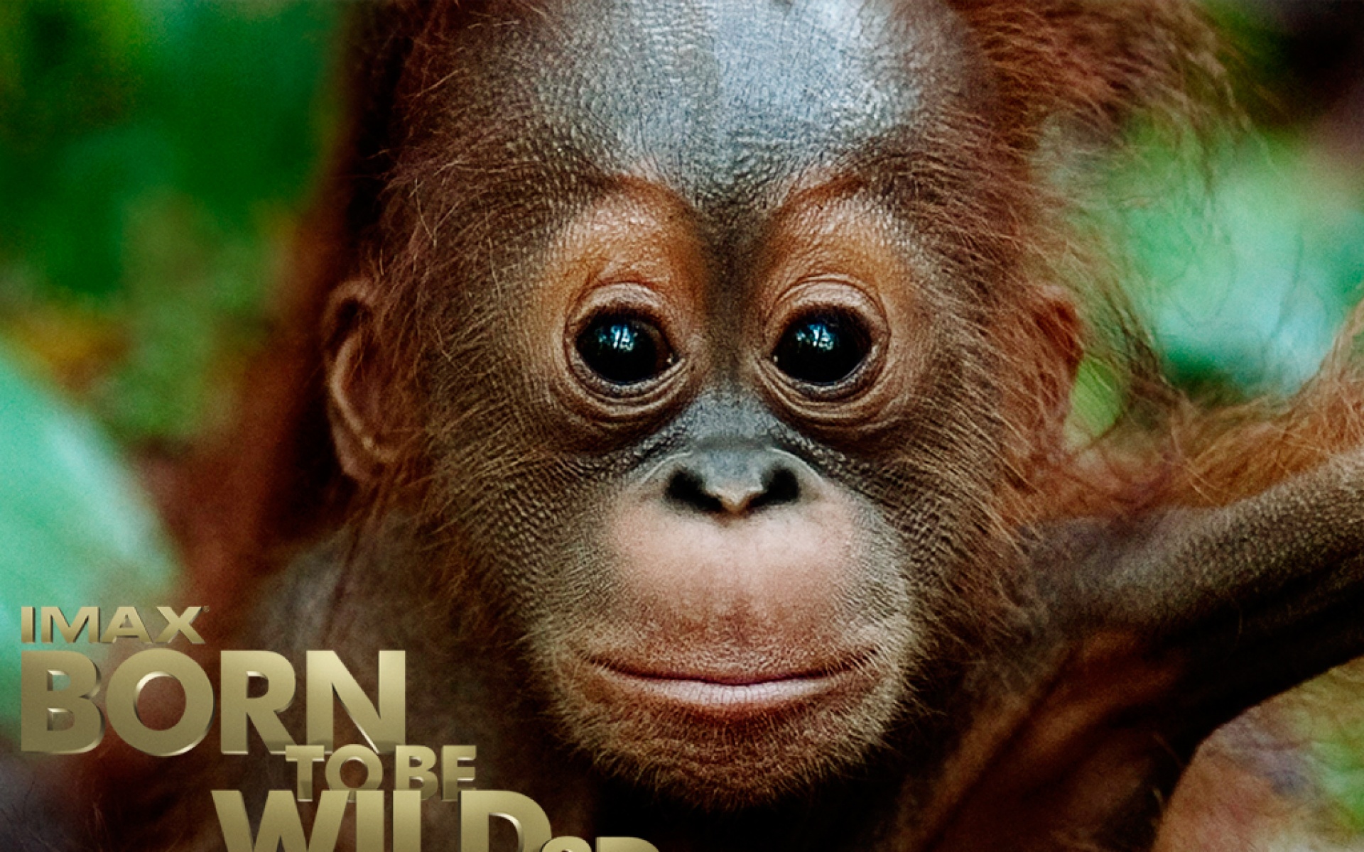 天生狂野,影视,电影,2012Y十月28D,文艺言情