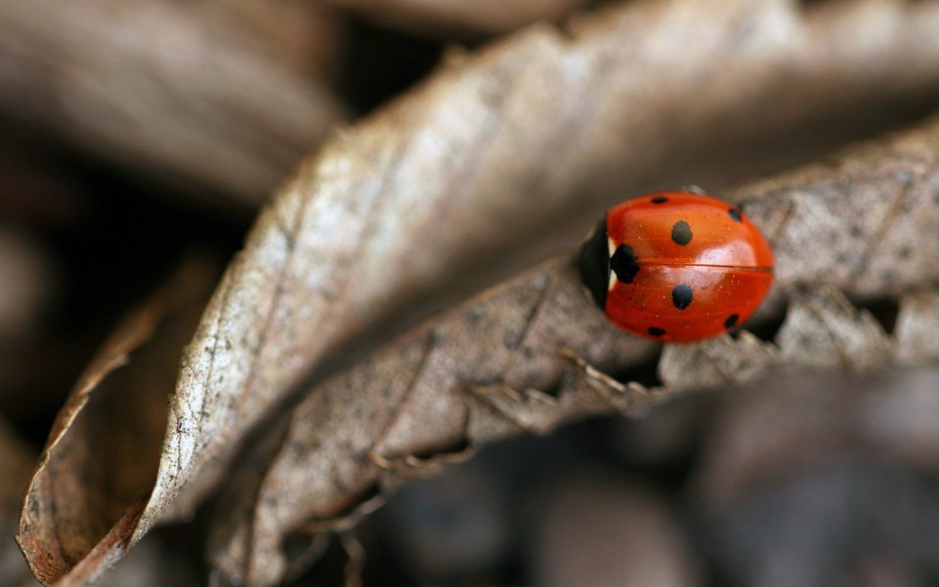 萌宠,瓢虫,2012Y十月27D,儿童桌面专用