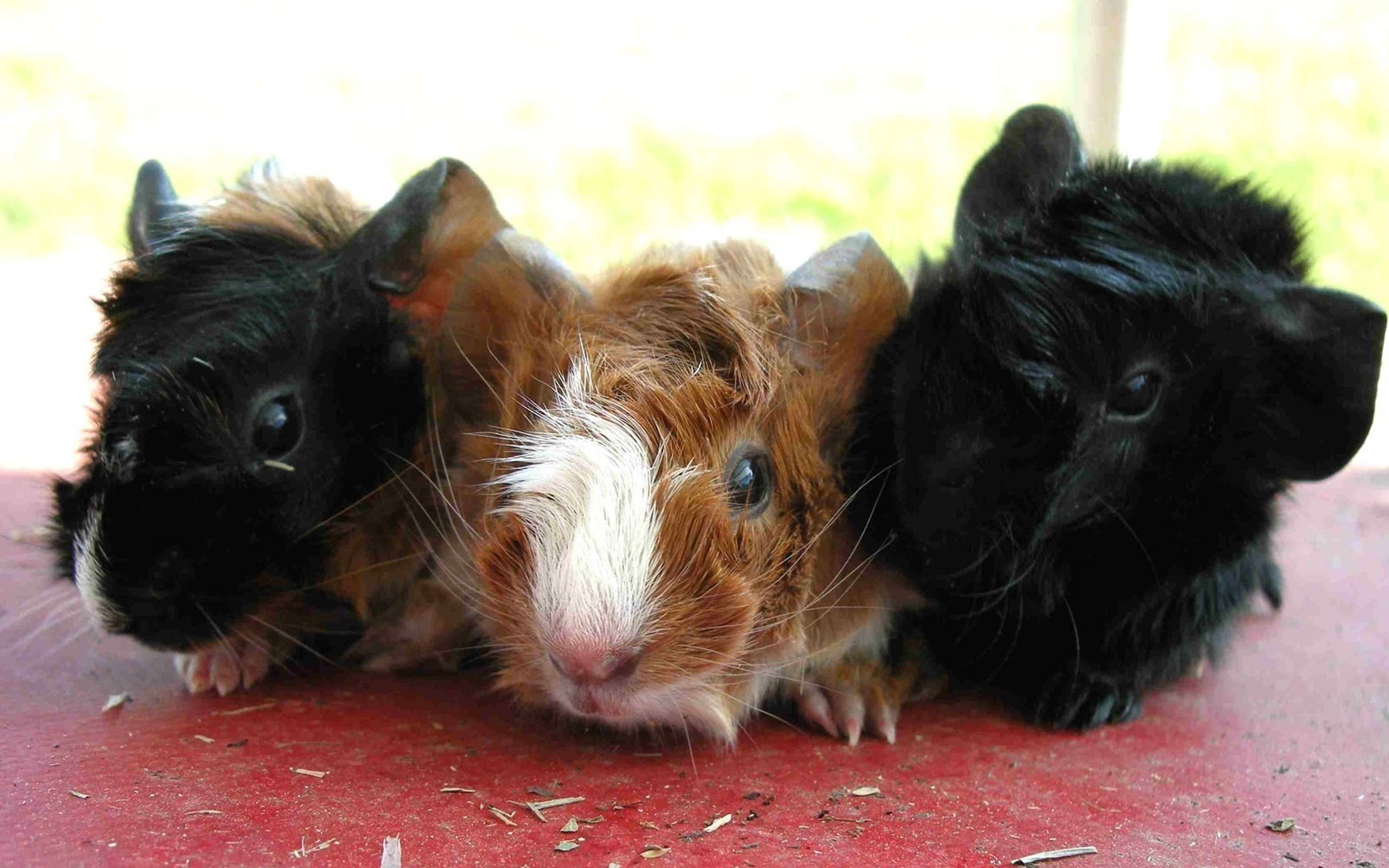 小豚鼠,可爱,宽屏,动物,鼠,卖萌图,2012Y十月27D,儿童桌面专用