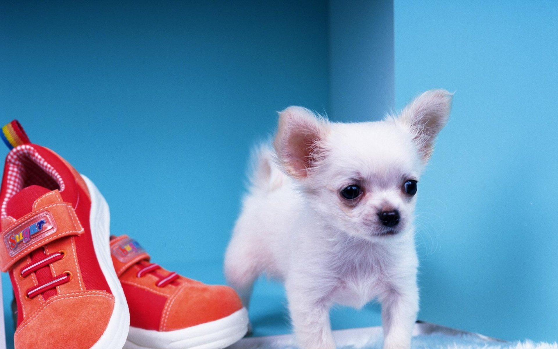 世界,名狗,动物,高清,狗,儿童桌面专用