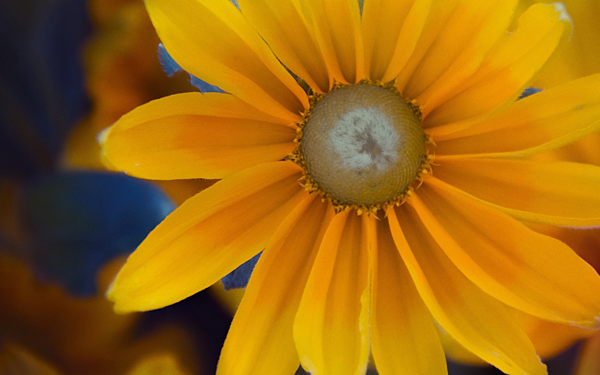 小清新,娇艳欲滴,2012Y十月26D,儿童桌面专用