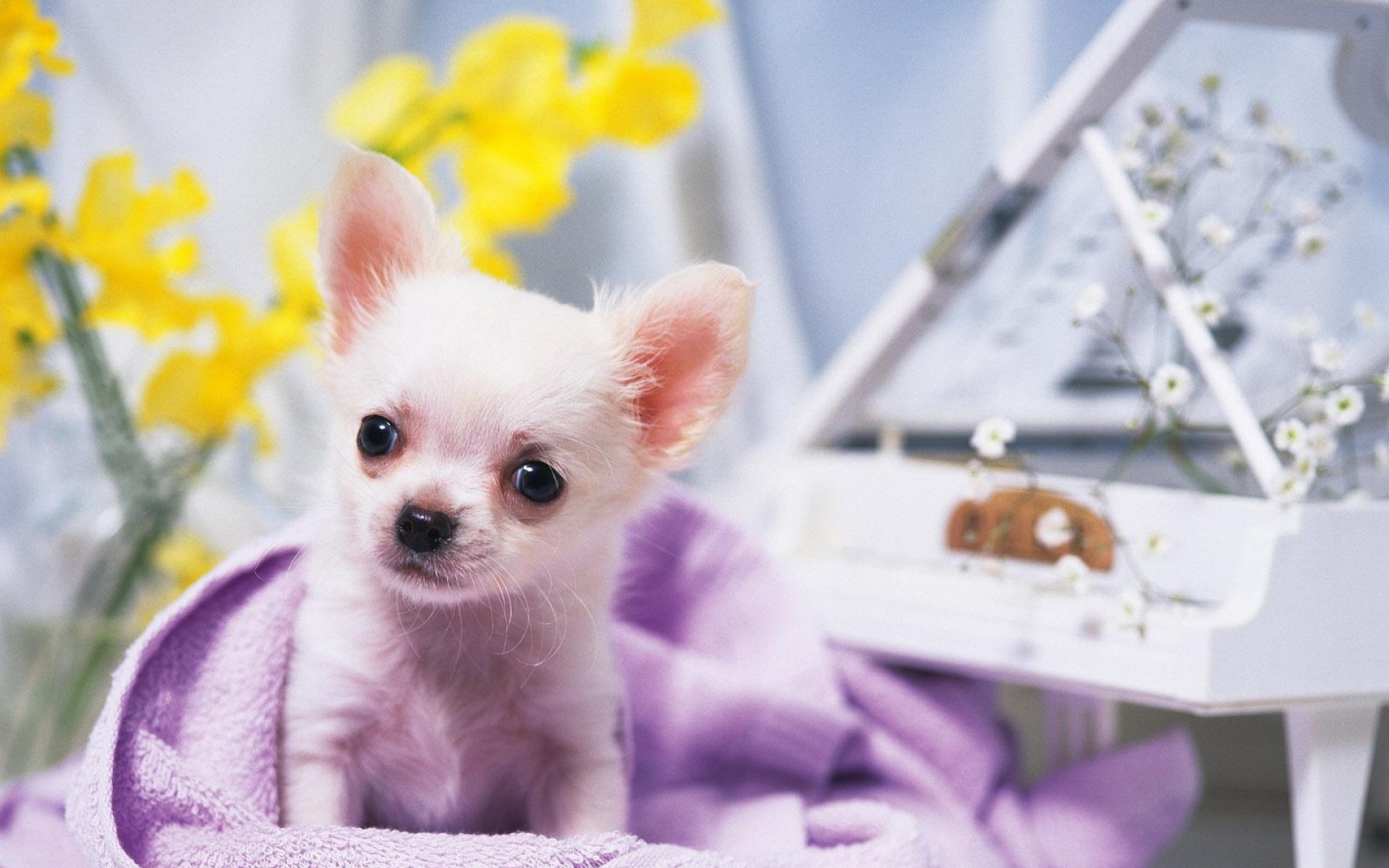 世界,名狗,动物,高清,狗,儿童桌面专用