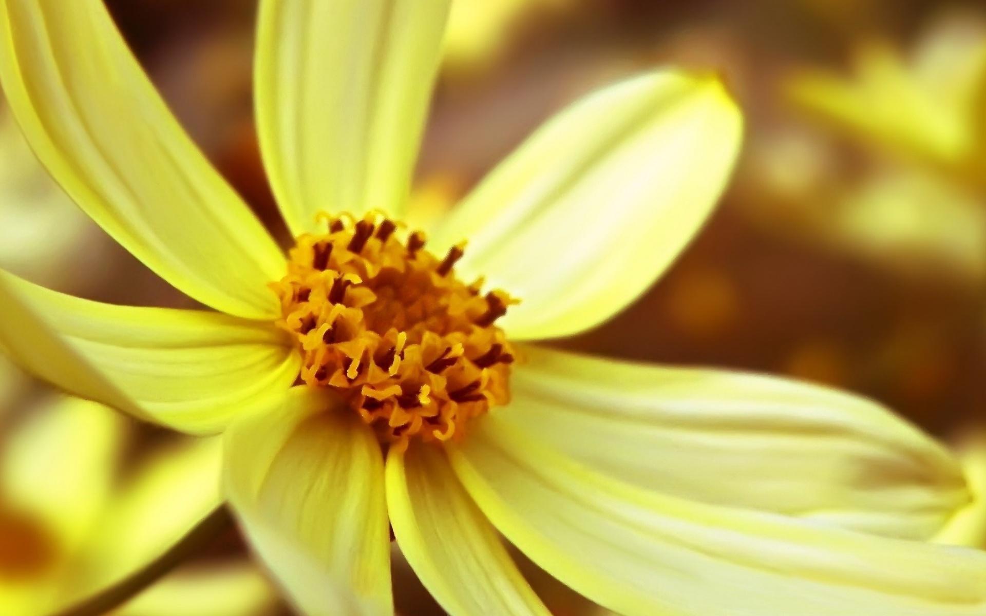 清新,花卉,浪漫,美丽2012Y十月28D,儿童桌面专用