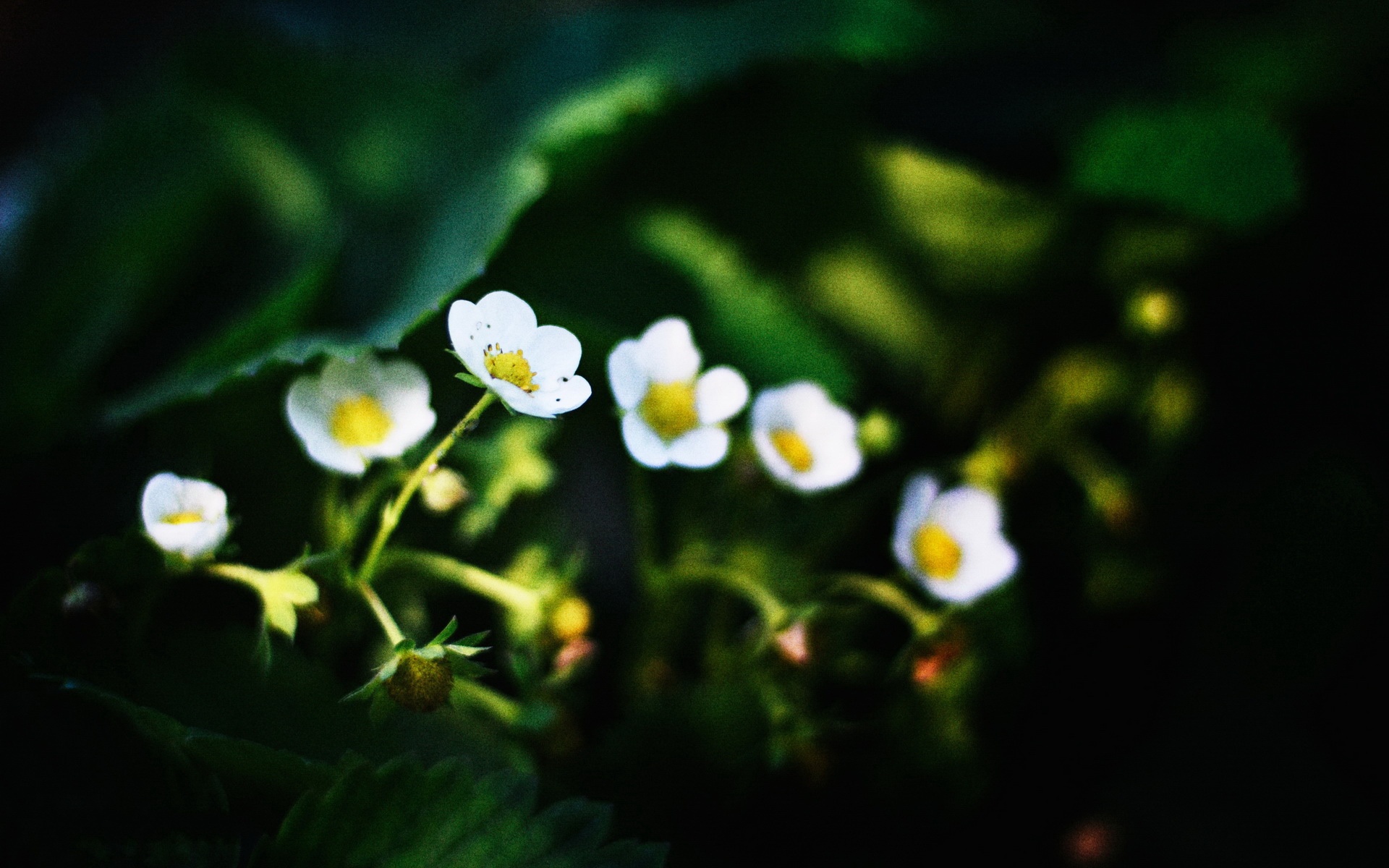 小清新,舒缓压力,2012Y十月26D,儿童桌面专用