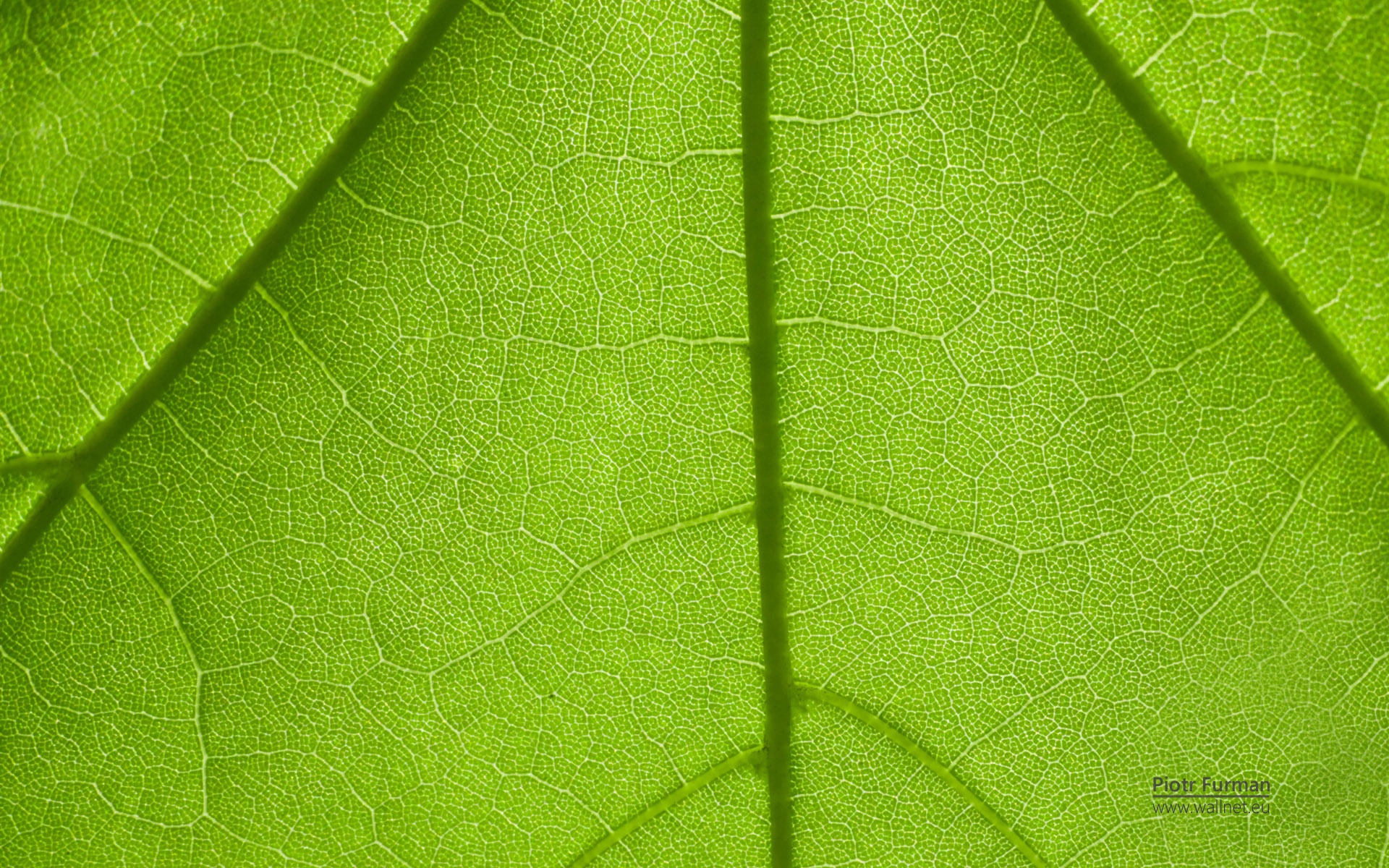 护眼壁纸,儿童桌面专用