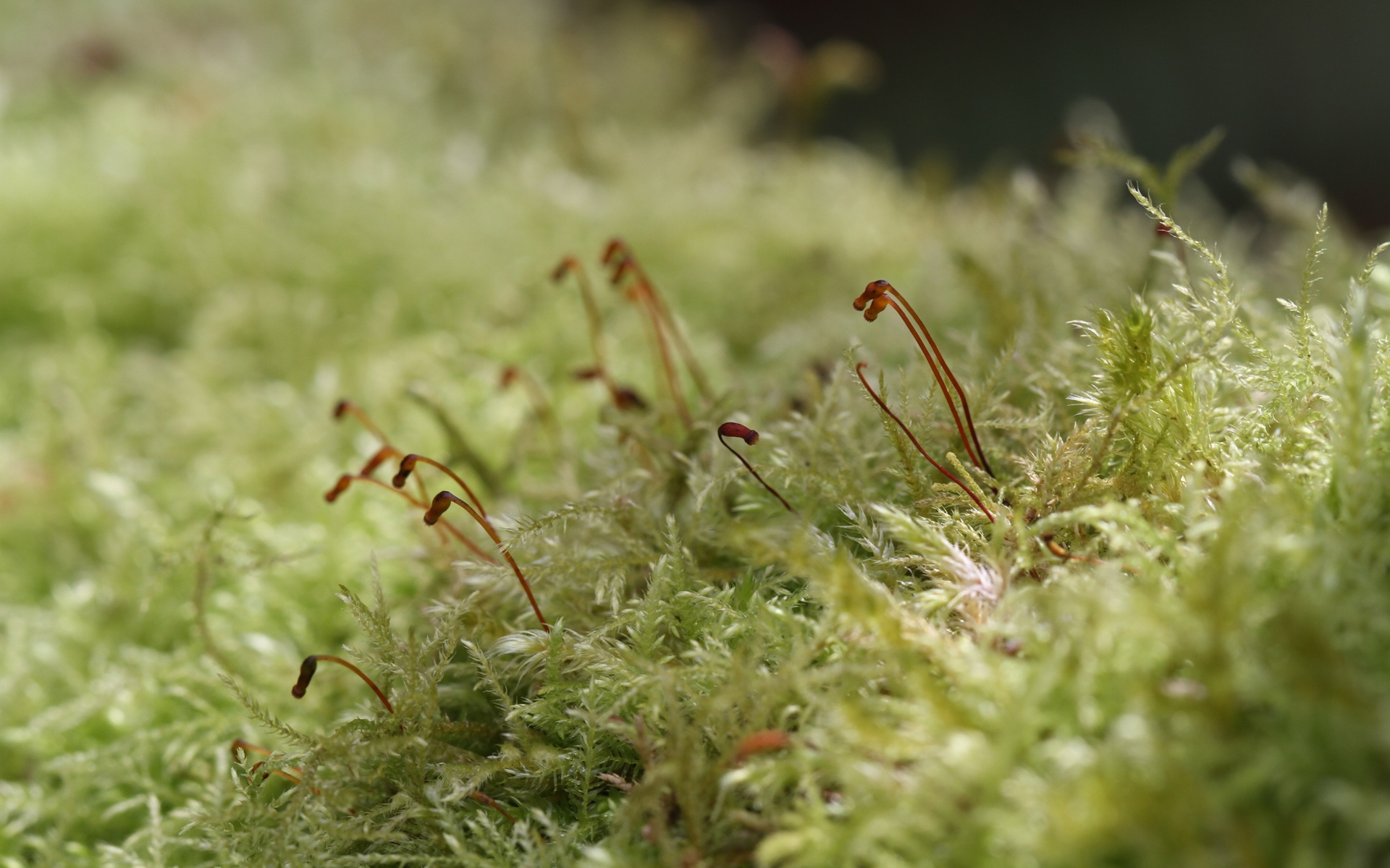 花园探密,植物,摄影,宽屏,儿童桌面专用