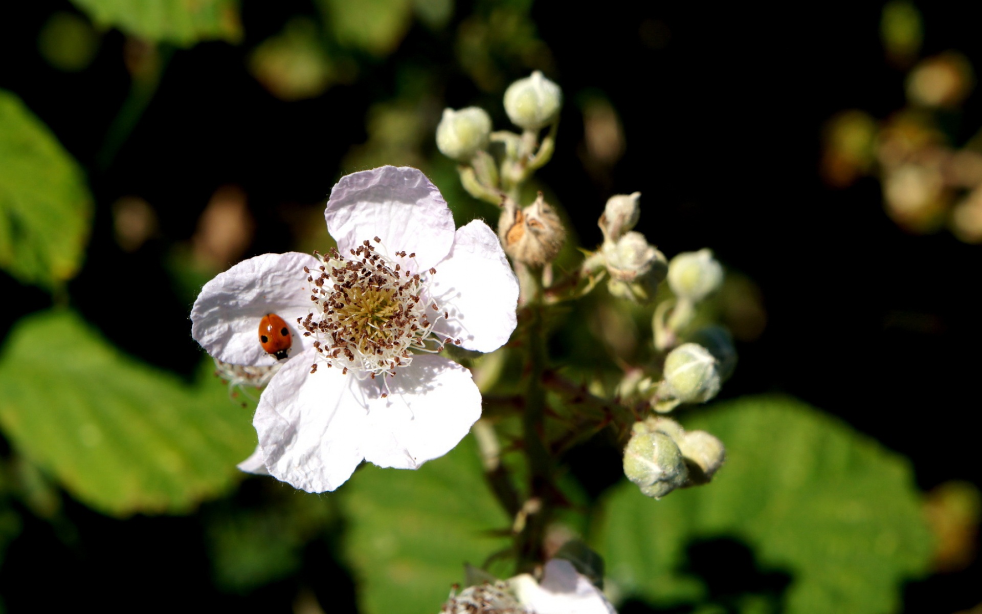 小清新,娇艳欲滴,2012Y十月27D,儿童桌面专用