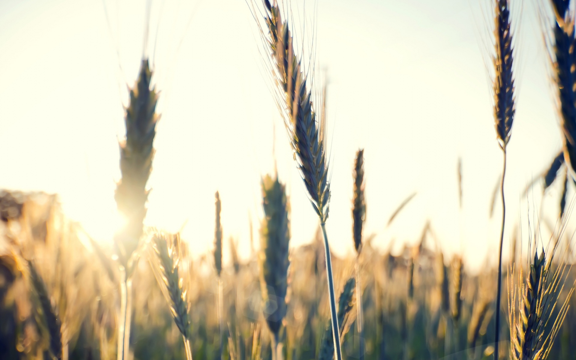 清新,植物,浪漫,美丽2012Y十月28D,儿童桌面专用