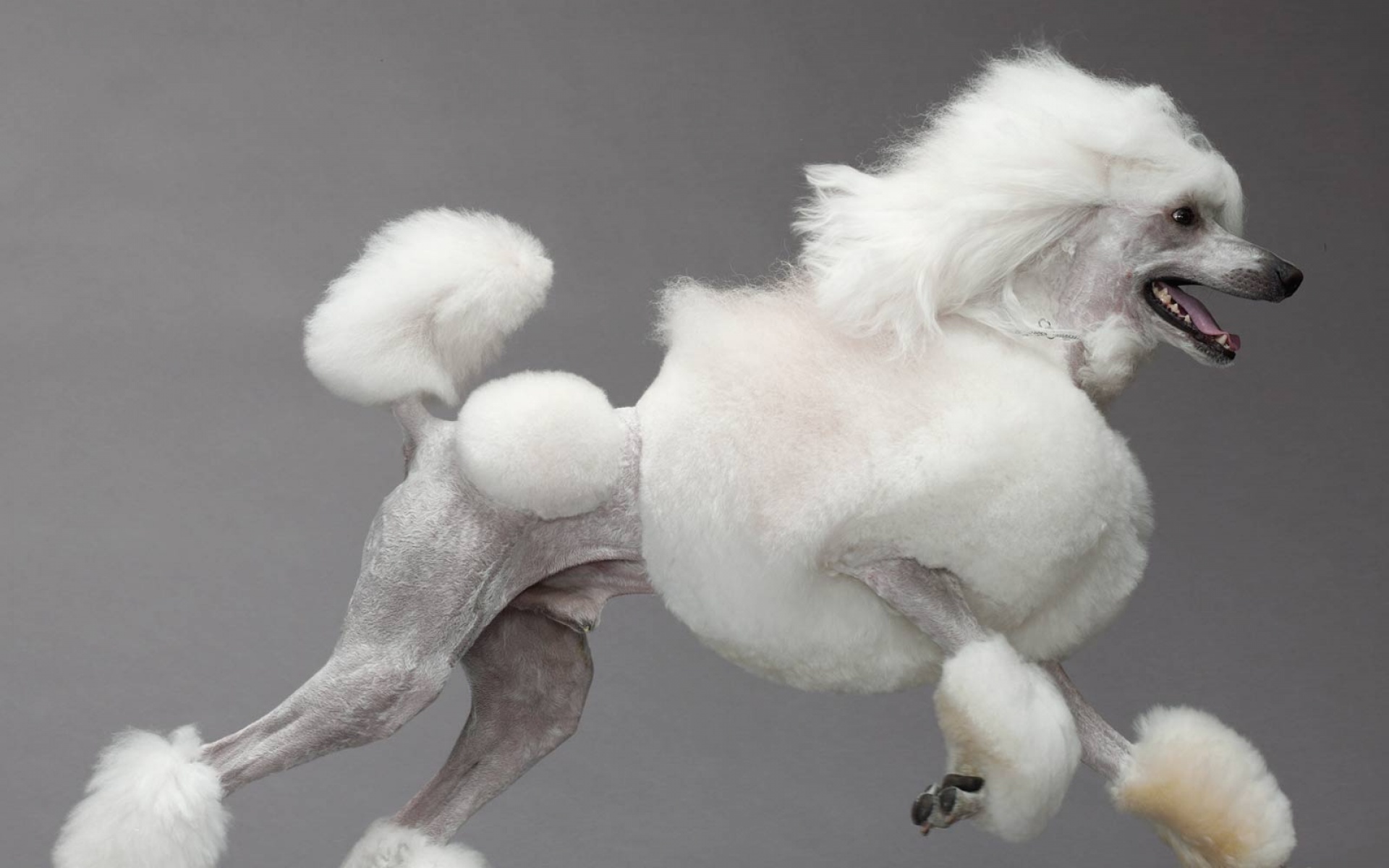 萌宠,汪星人国家地理杂志,2012年,二月,精美,摄影,2012Y十月27D,儿童桌面专用