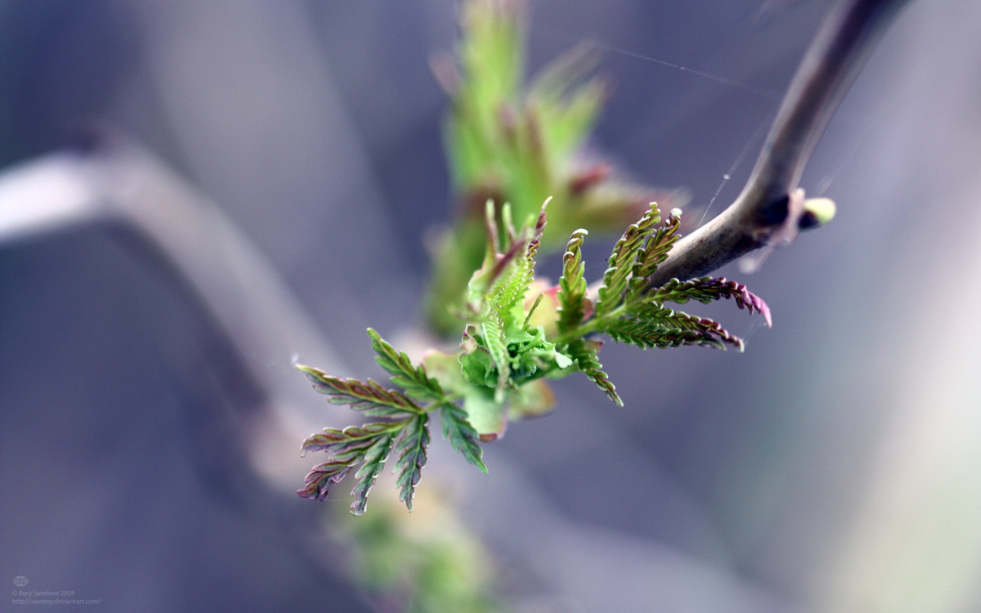 高清,植物,摄影,宽屏,微距,风光,风景,2012Y十月28D,儿童桌面专用