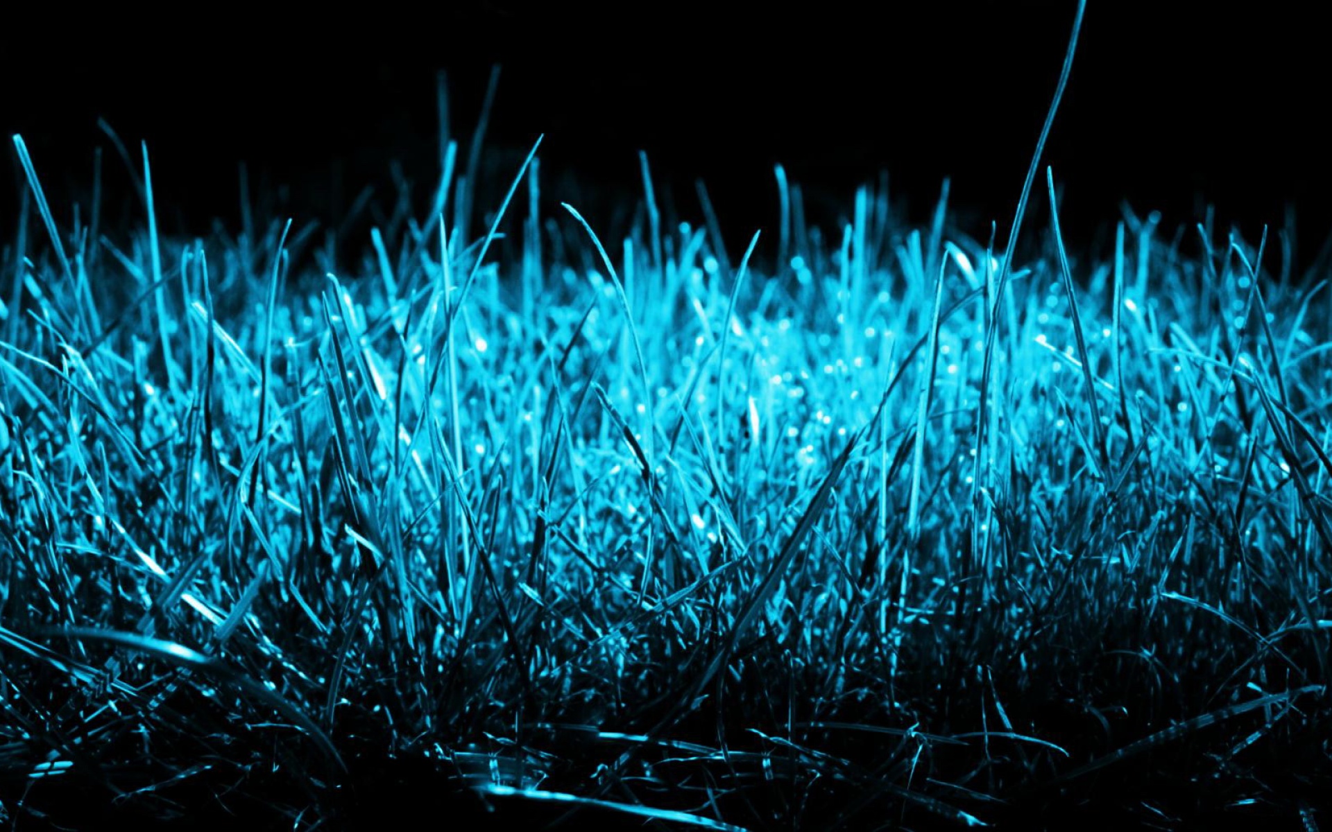 清新,植物,浪漫,美丽2012Y十月28D,儿童桌面专用