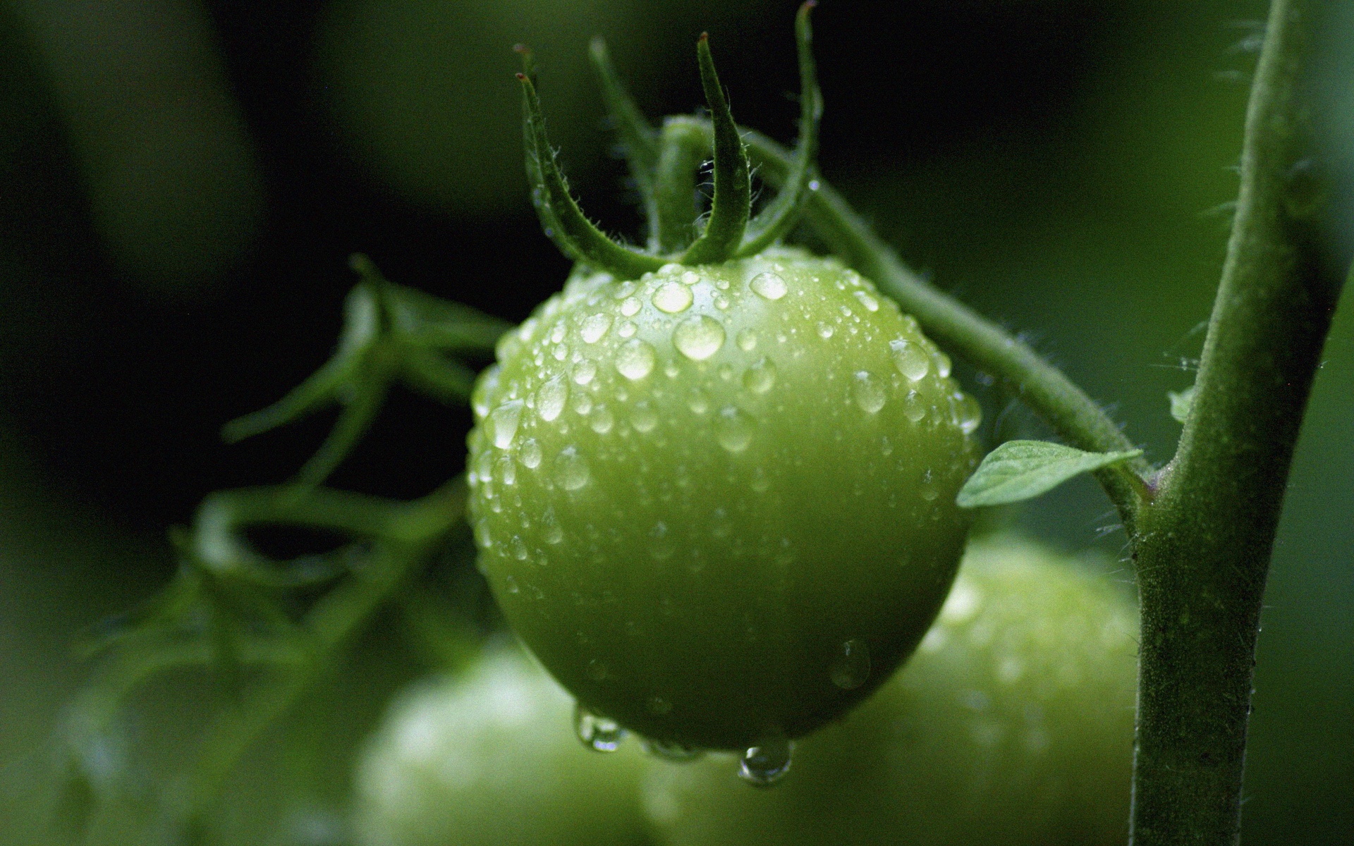 清新,植物,浪漫,美丽2012Y十月28D,儿童桌面专用