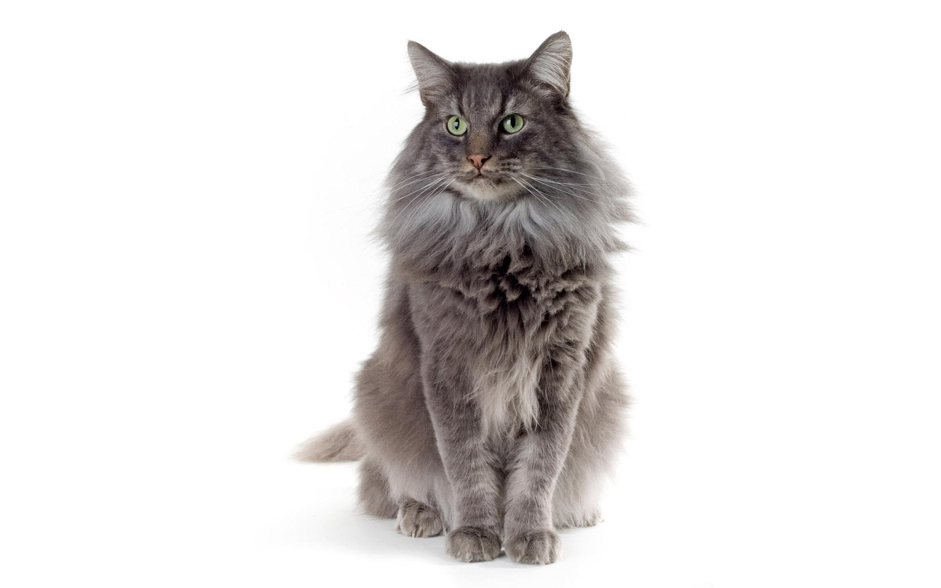 世界,名猫,宽屏,动物,高清,猫,儿童桌面专用