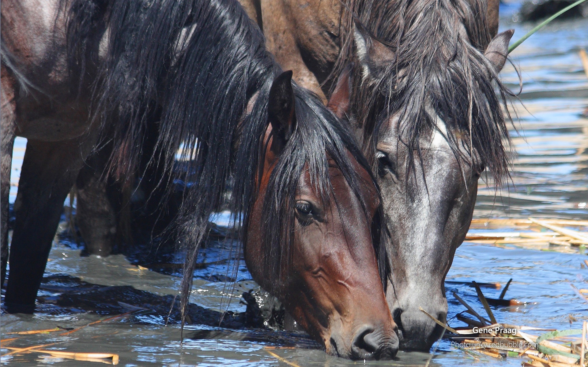 野马,大自然,野性之美,马,动物,宽屏,2012Y十月26D,儿童桌面专用