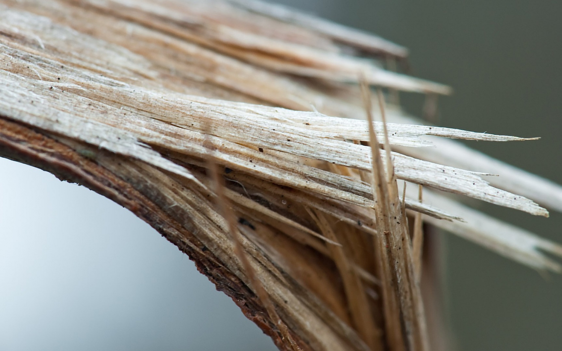 创意,设计,季节,秋天,摄影,主题,宽屏,1080p,儿童桌面专用