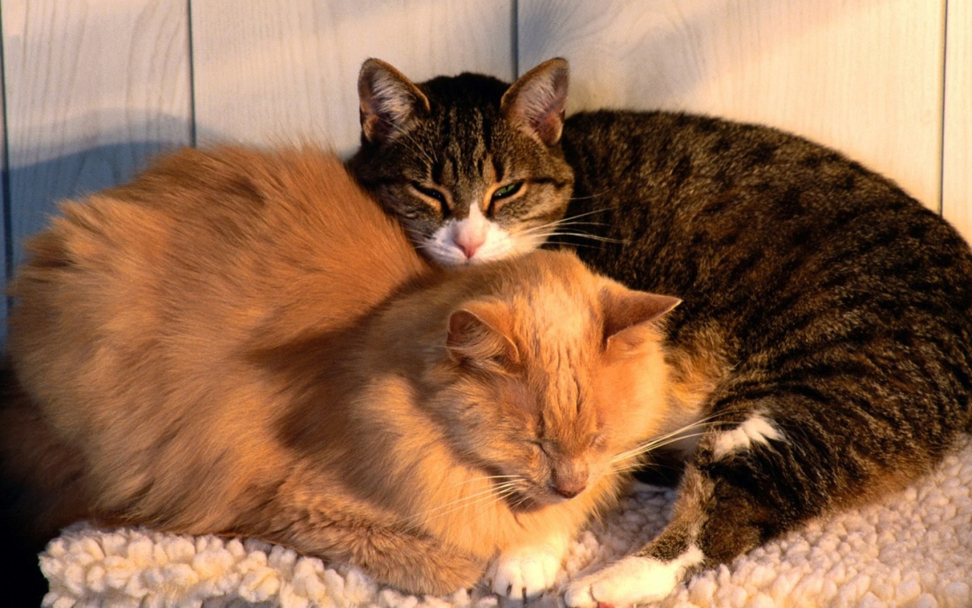 成双成对,动物,甜蜜,情侣,宽屏,爱情,2012Y十月29D,儿童桌面专用