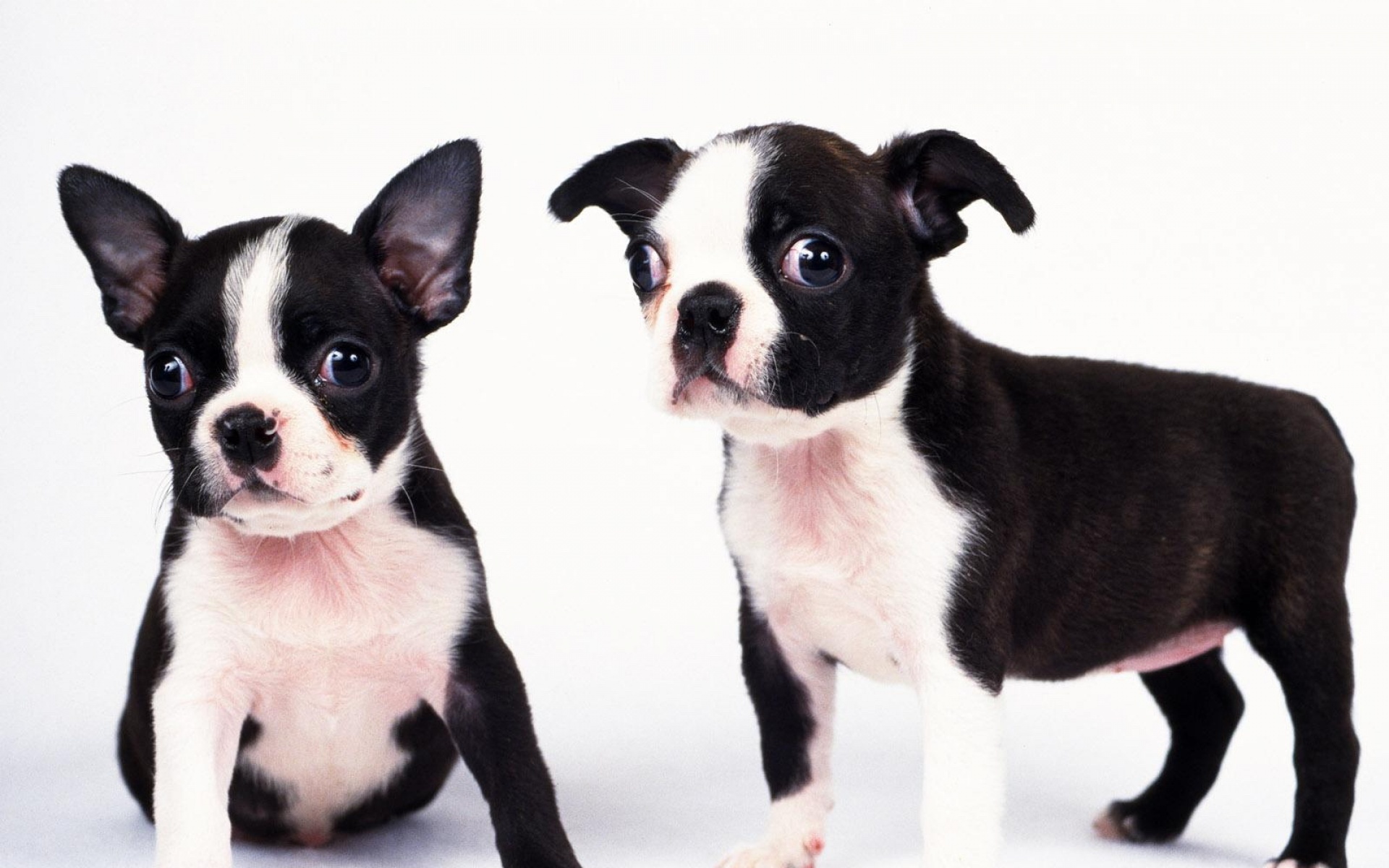 世界,名狗,动物,高清,狗,儿童桌面专用