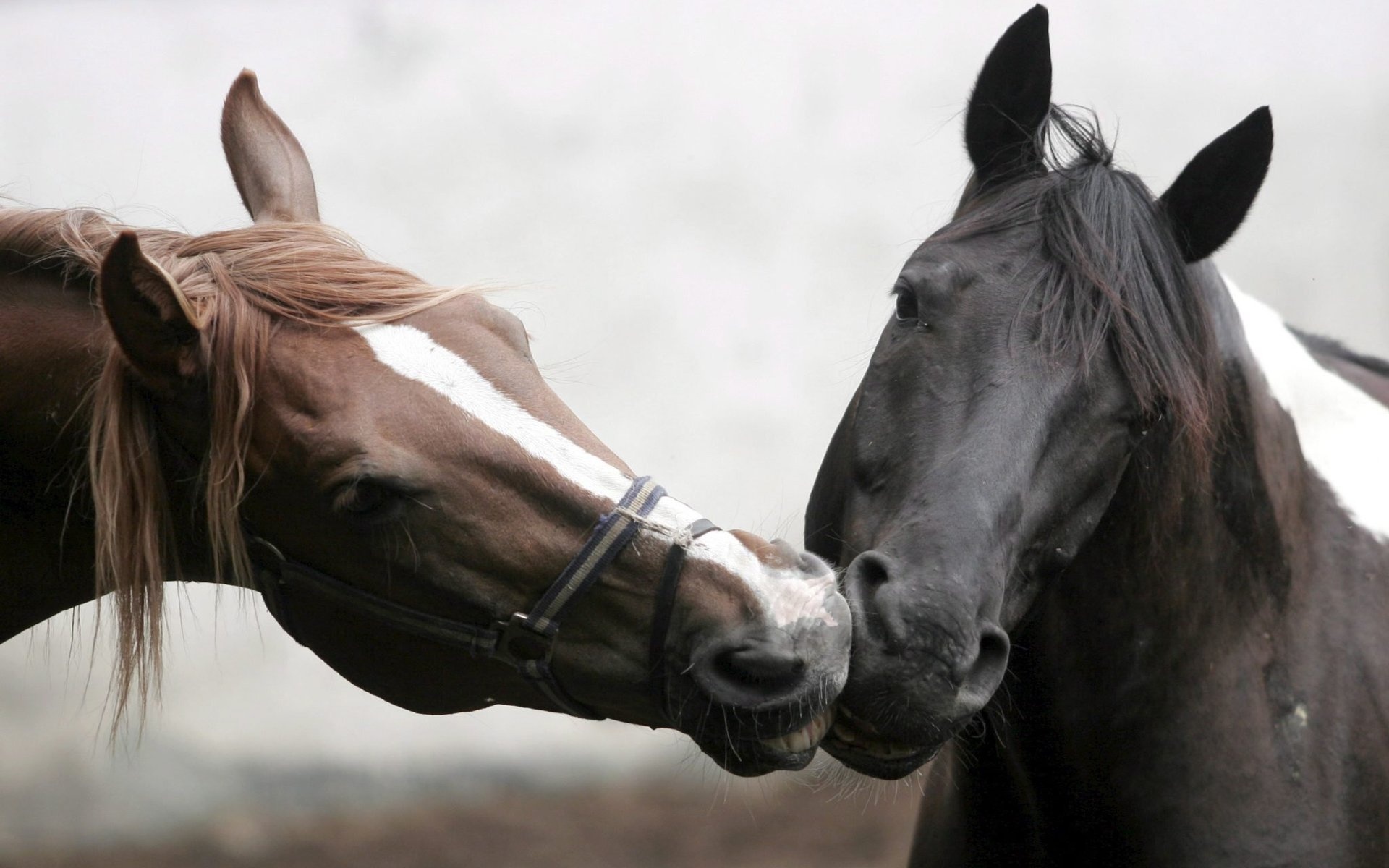 成双成对,动物,甜蜜,情侣,宽屏,爱情,2012Y十月29D,儿童桌面专用