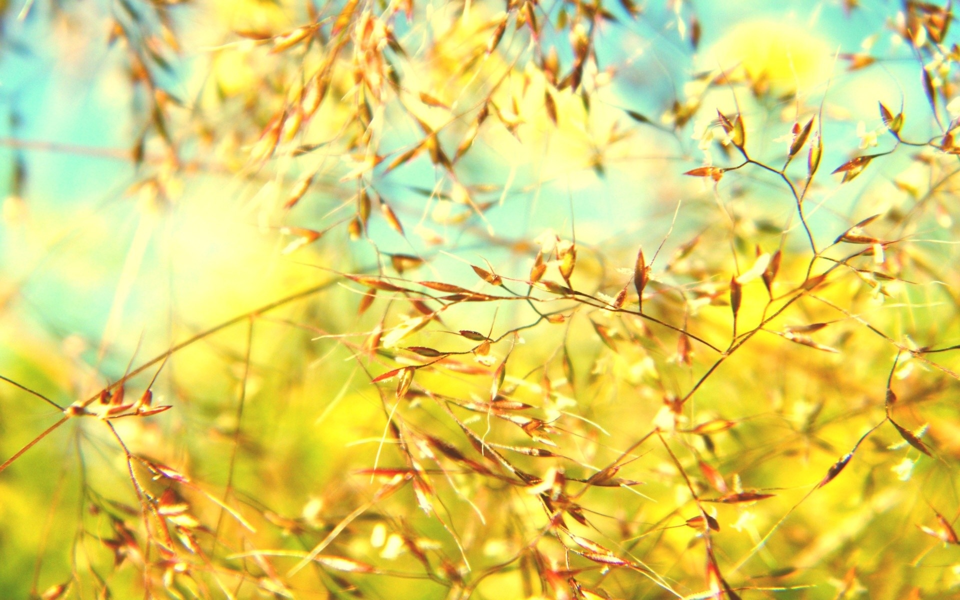 高清,植物,摄影,宽屏,微距,风光,风景,2012Y十月28D,儿童桌面专用