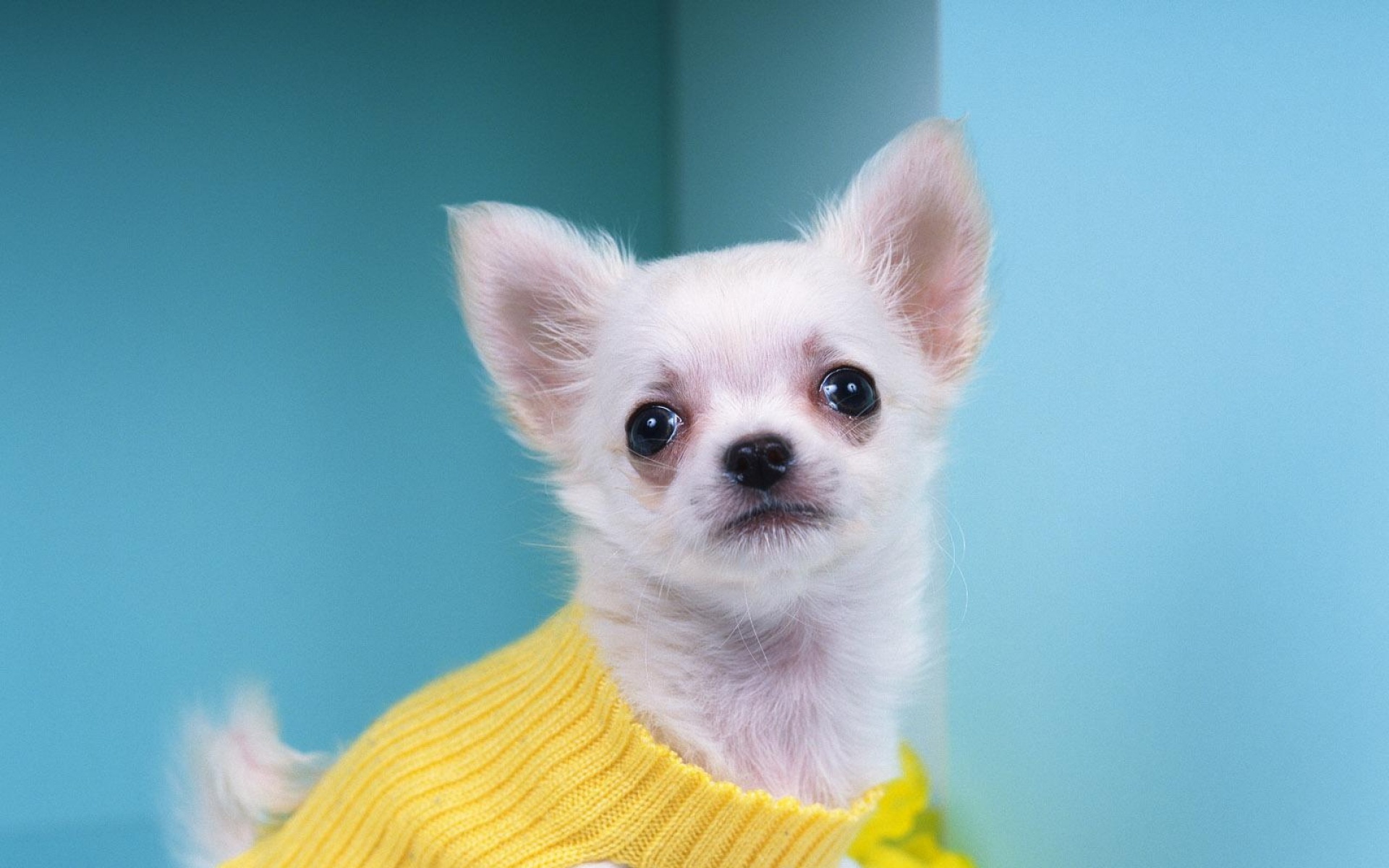 世界,名狗,动物,高清,狗,儿童桌面专用