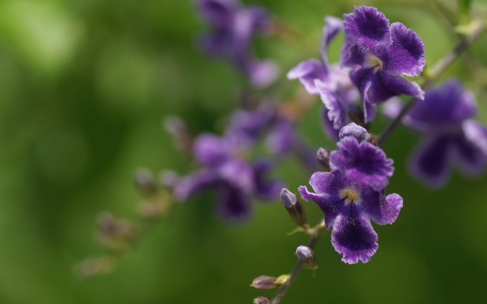 春暖花开,春天,花,植物,宽屏,2012Y十月26D,儿童桌面专用