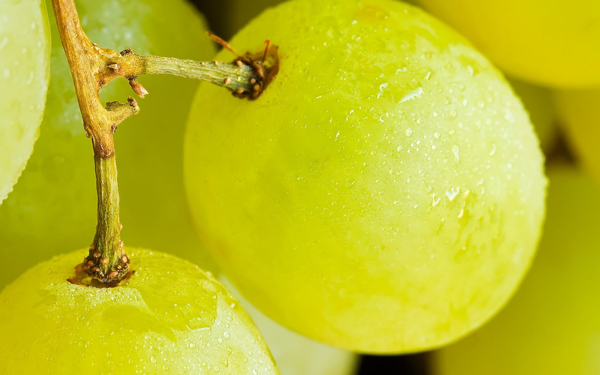 小清新,动感水果,葡萄,季节,秋天,摄影,主题,宽屏,1080p,2012Y十月24D,儿童桌面专用
