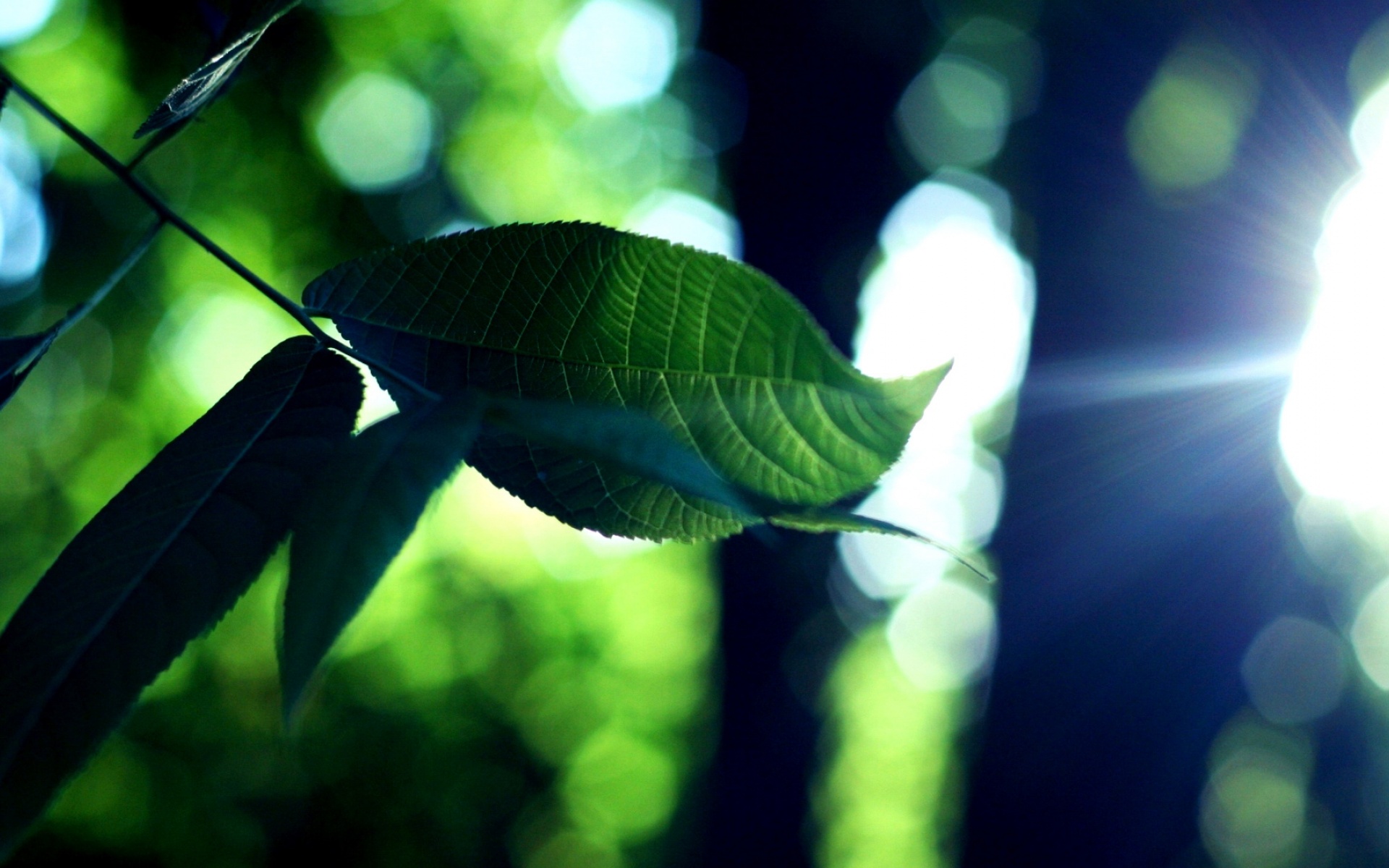 清新,植物,浪漫,美丽2012Y十月28D,儿童桌面专用