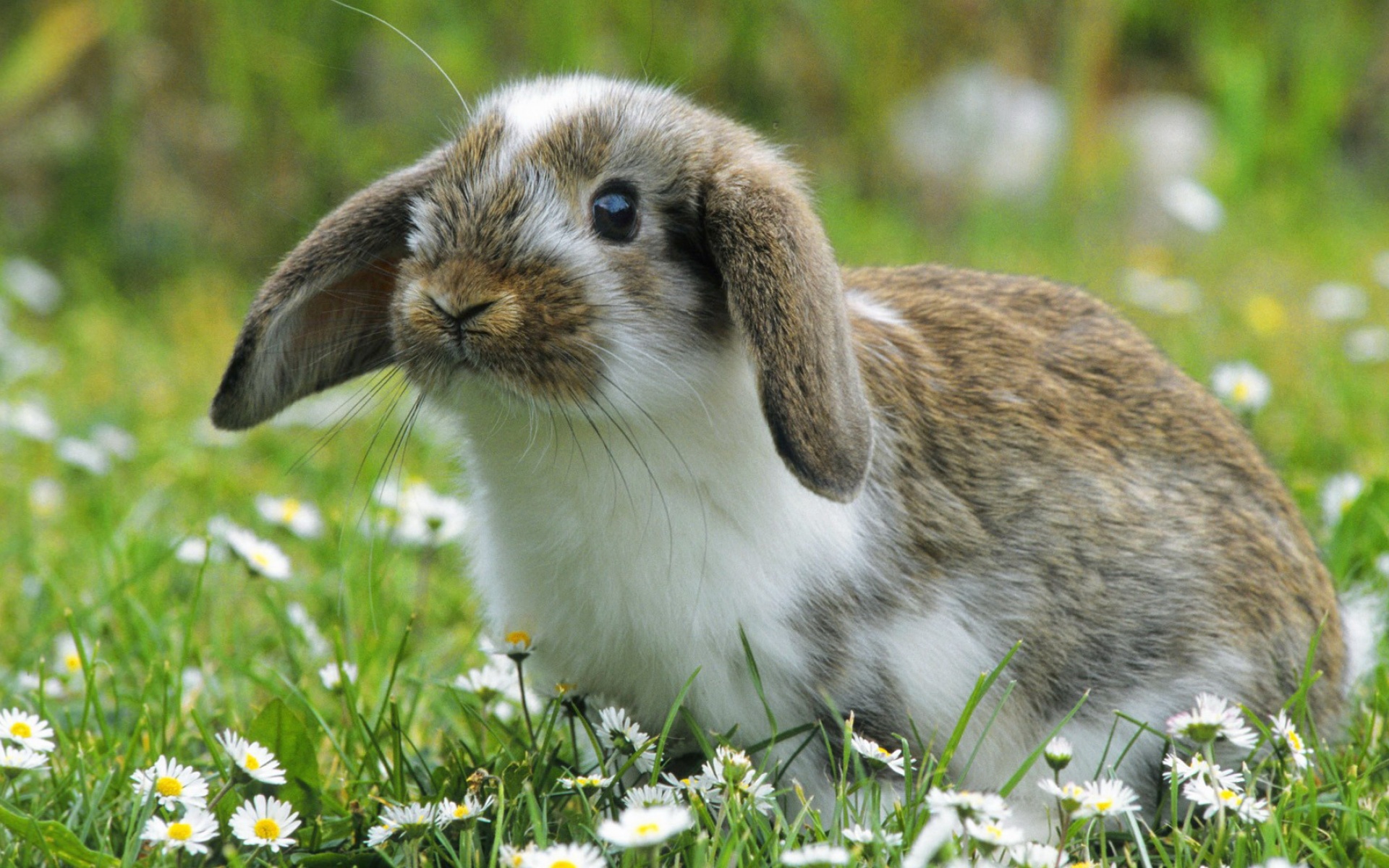 清新,兔子,浪漫,美丽2012Y十月28D,儿童桌面专用