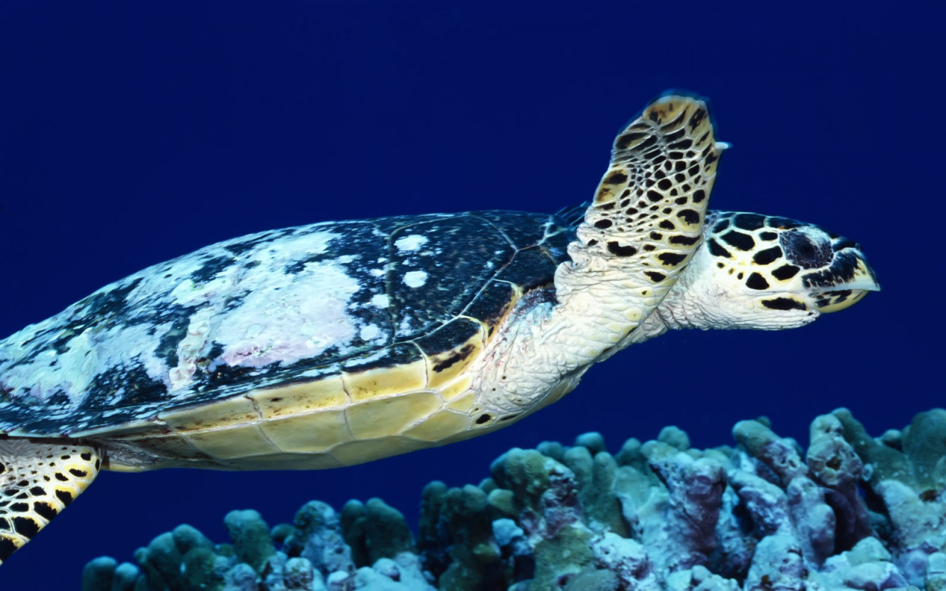 萌宠,海龟,海底世界,儿童桌面专用