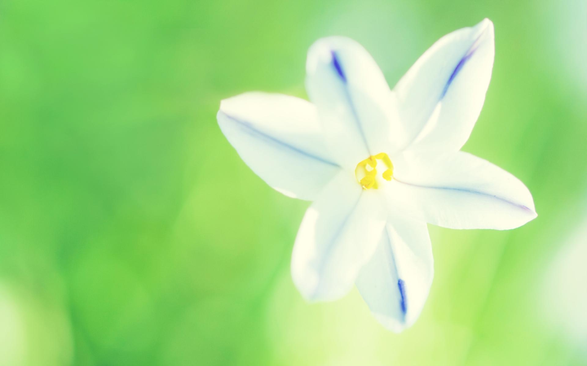 春暖花开,春天,花,植物,宽屏,2012Y十月26D,儿童桌面专用